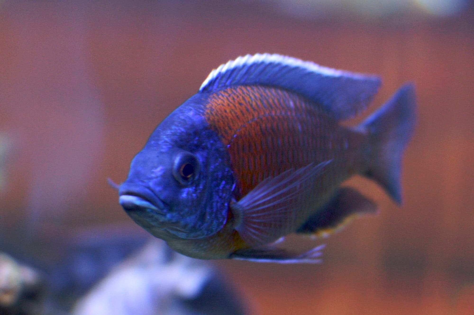 Copadichromis borleyi
