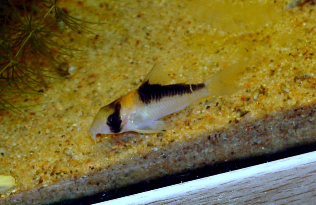 Corydoras d'Adolfo