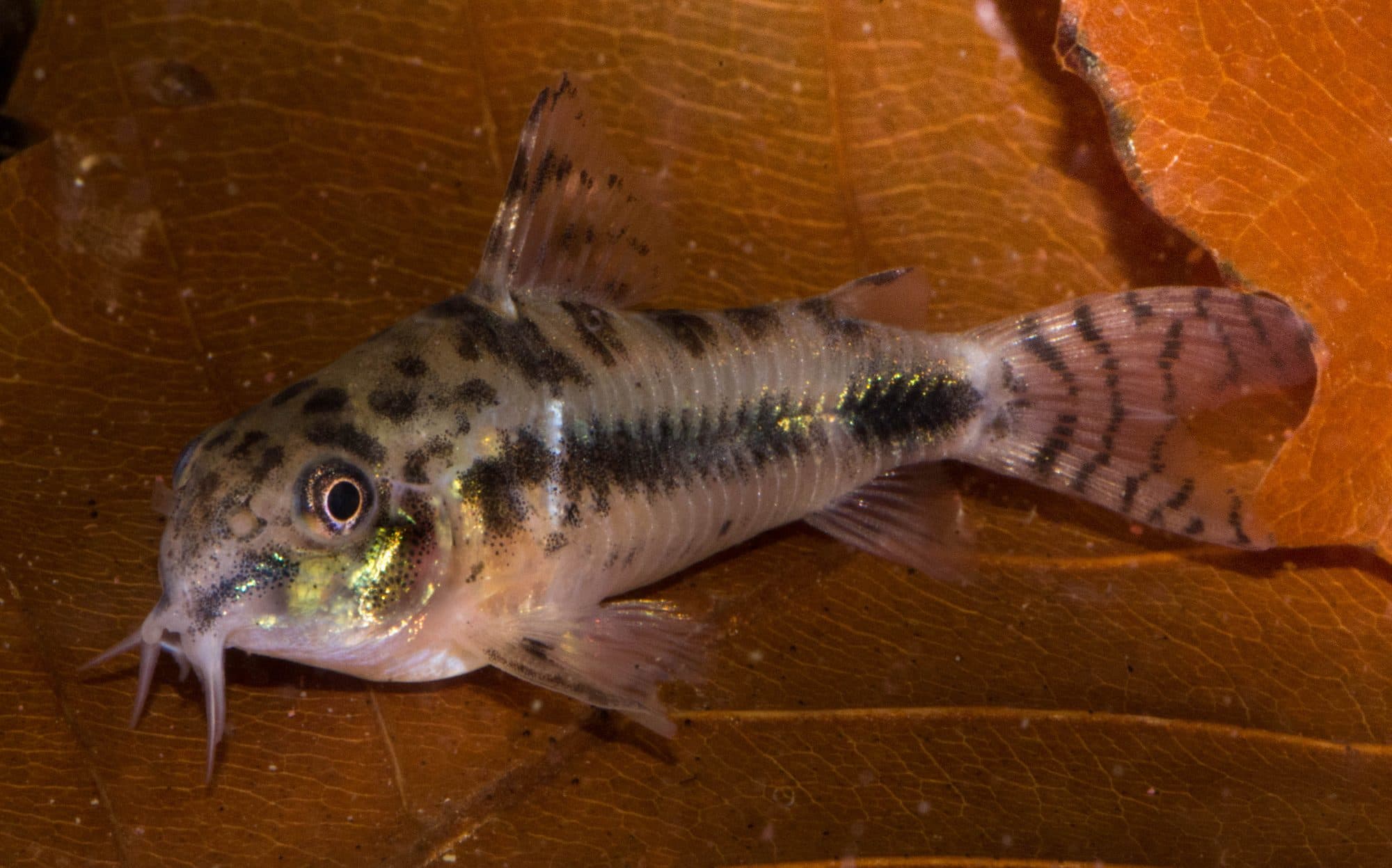 Corydoras habrosus