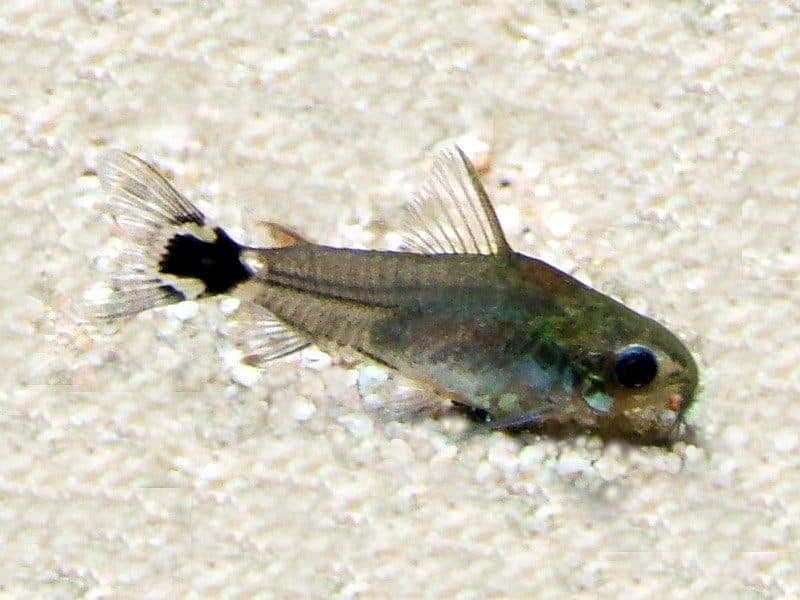 Corydoras nain