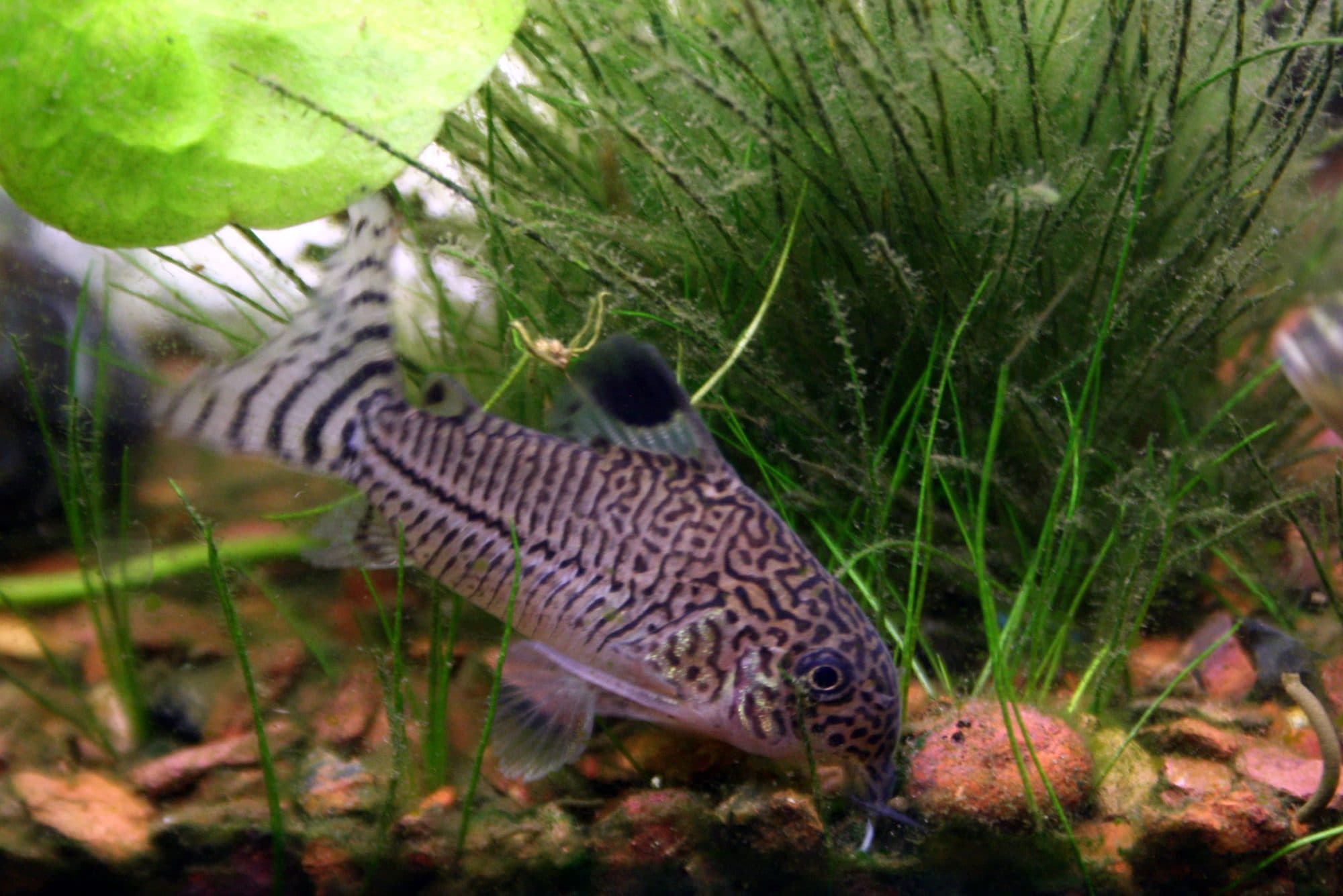 Corydoras léopard