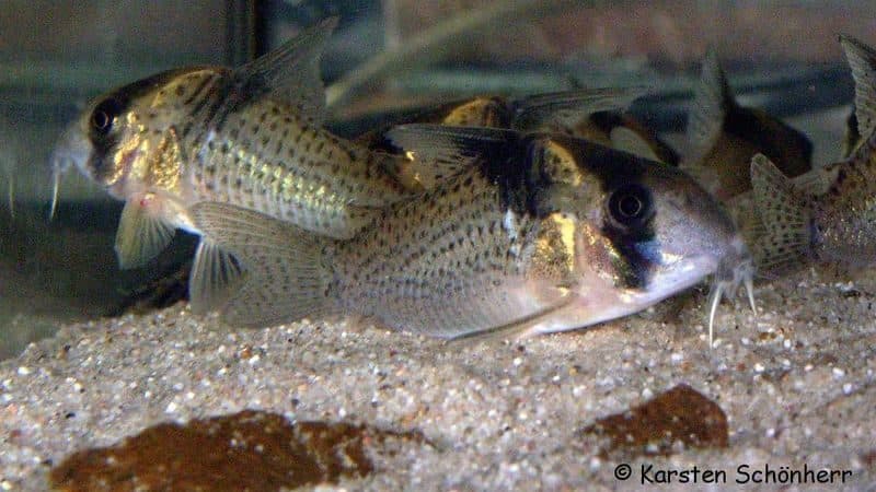 Corydoras à masque noir