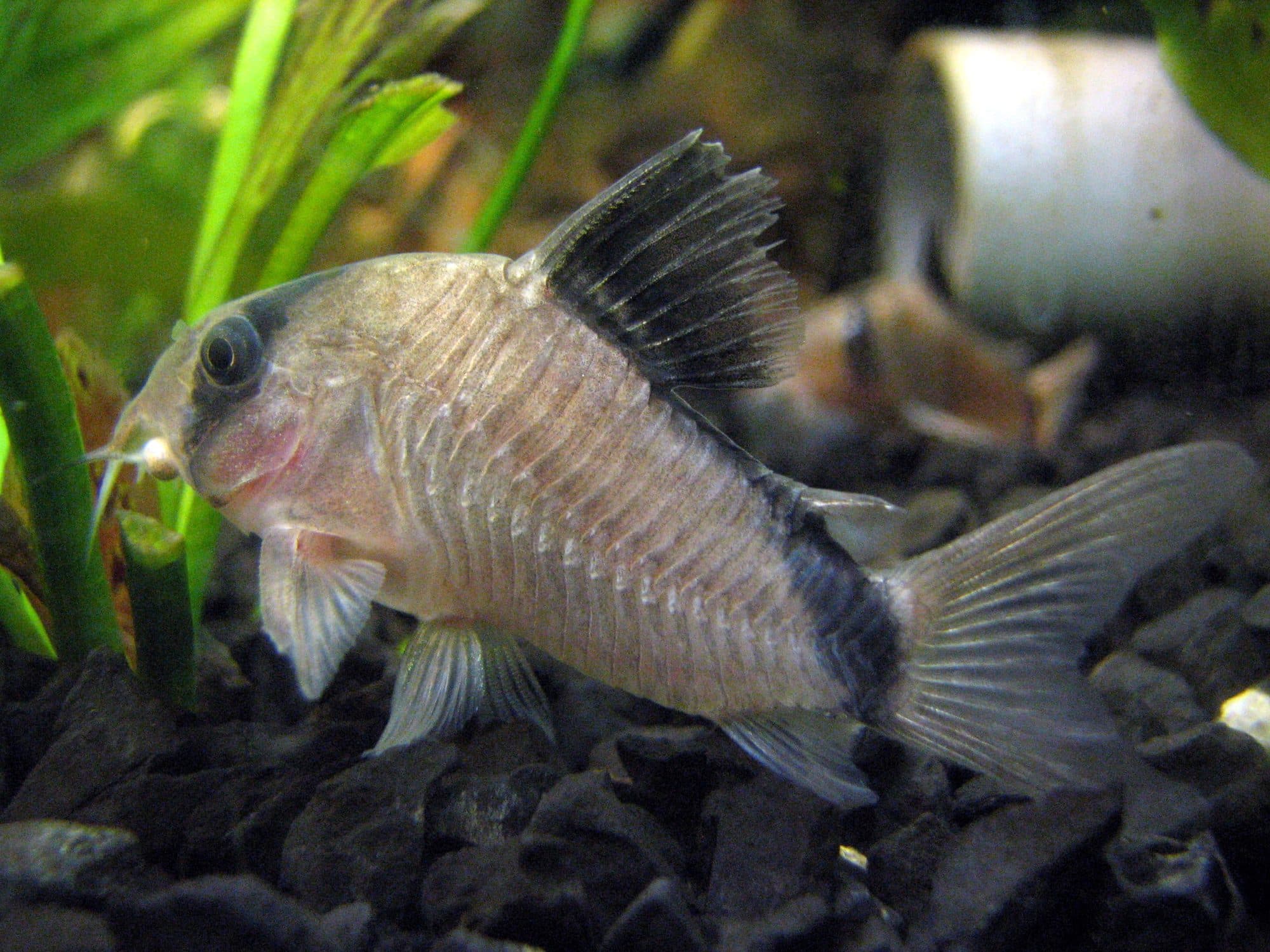 Corydoras de Meta