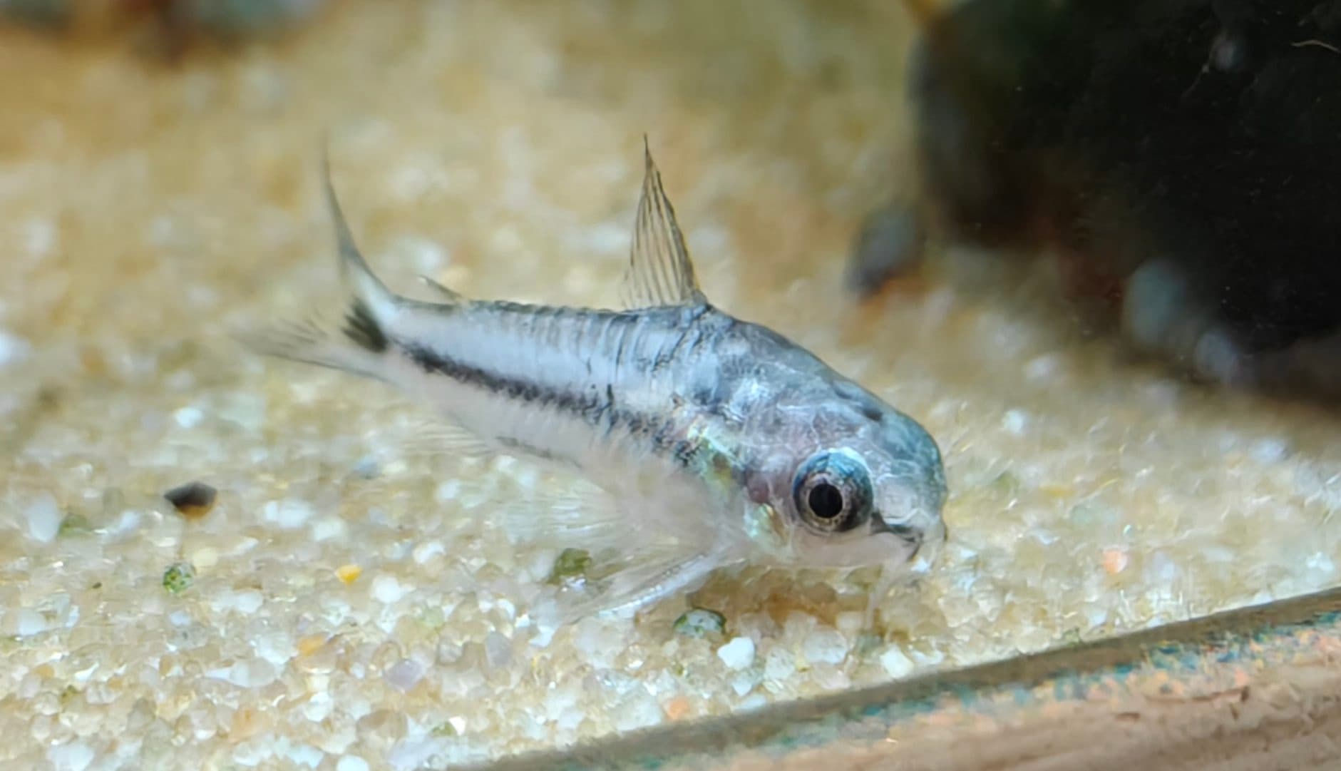 Corydoras pygmée