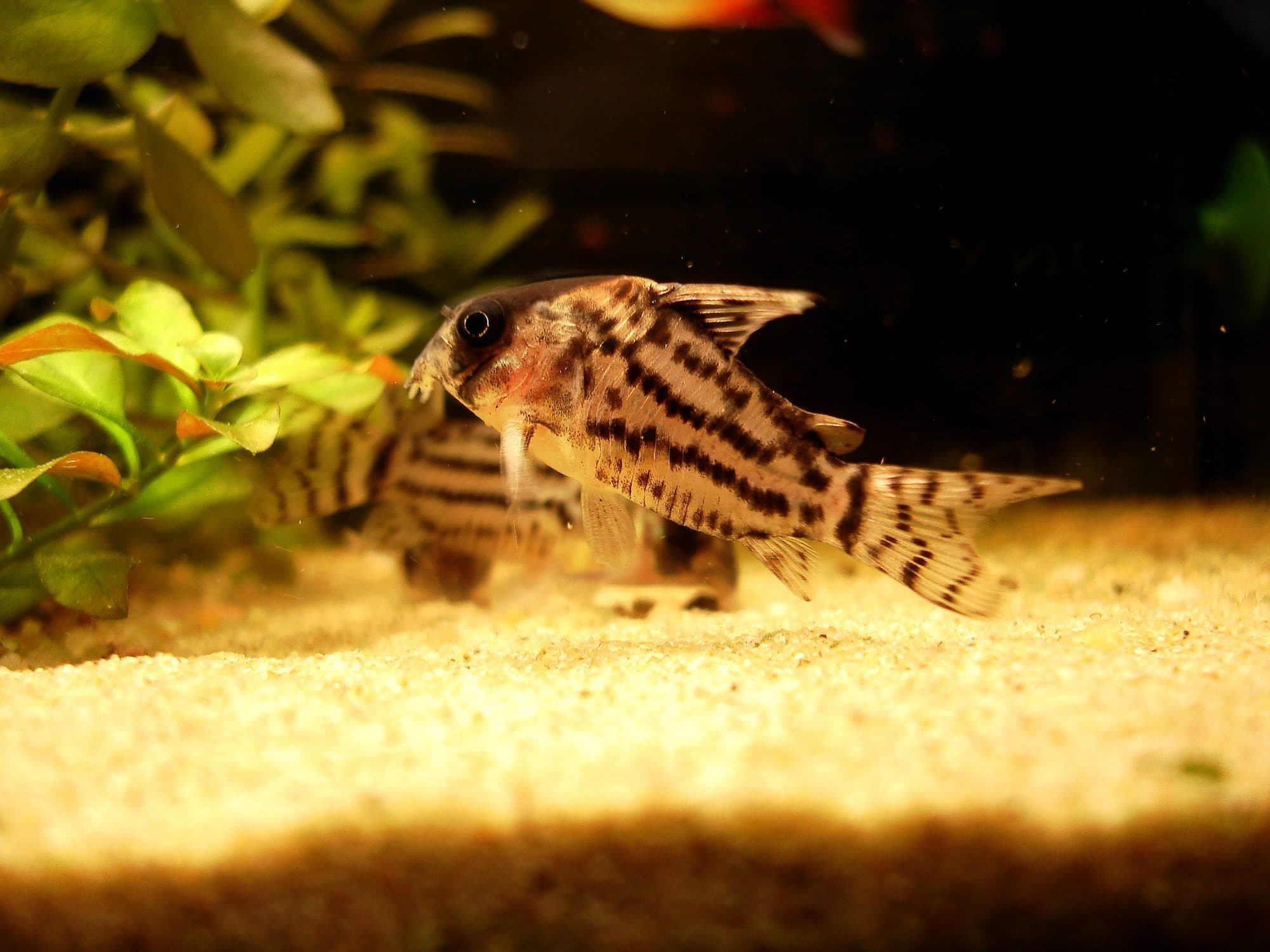 Corydoras de Schwartz