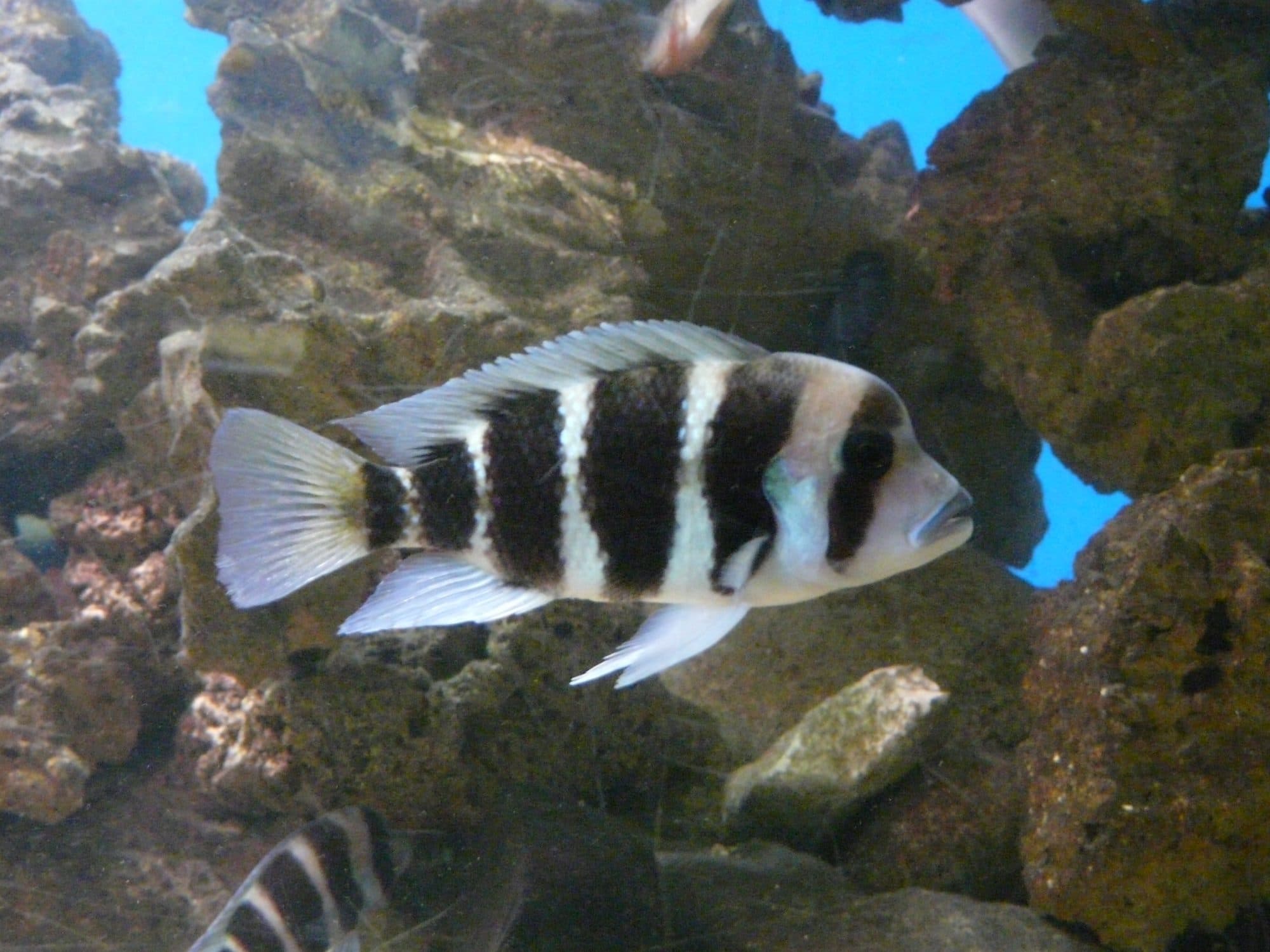 Frontosa