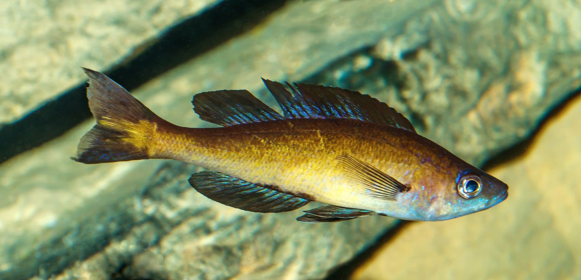 Cyprichromis