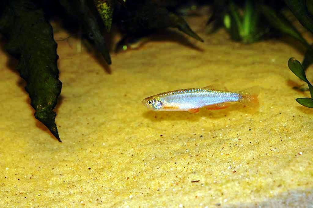 Danio perlé