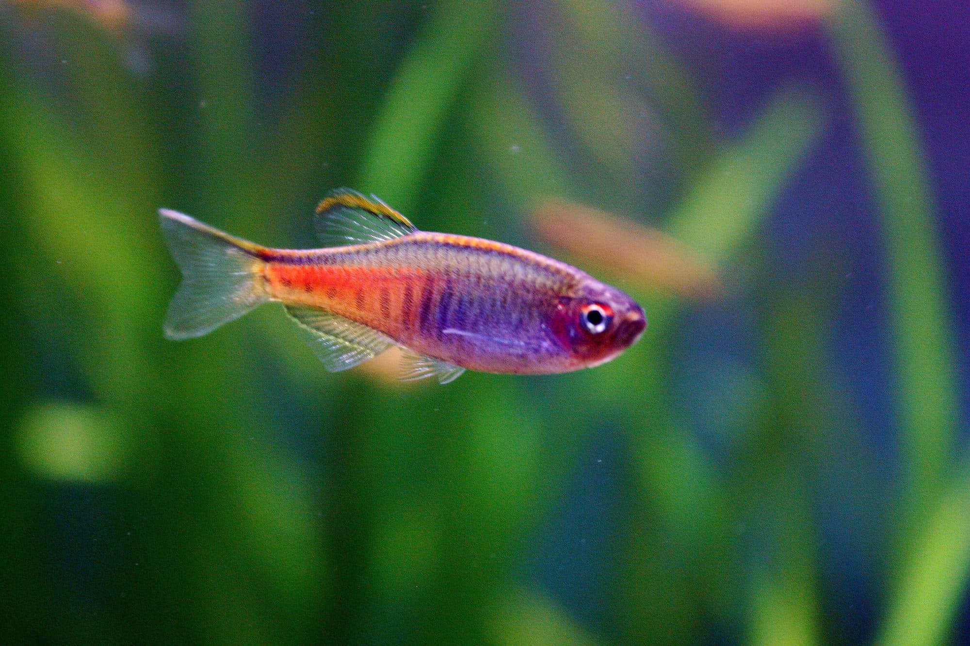 Danio de Chopra