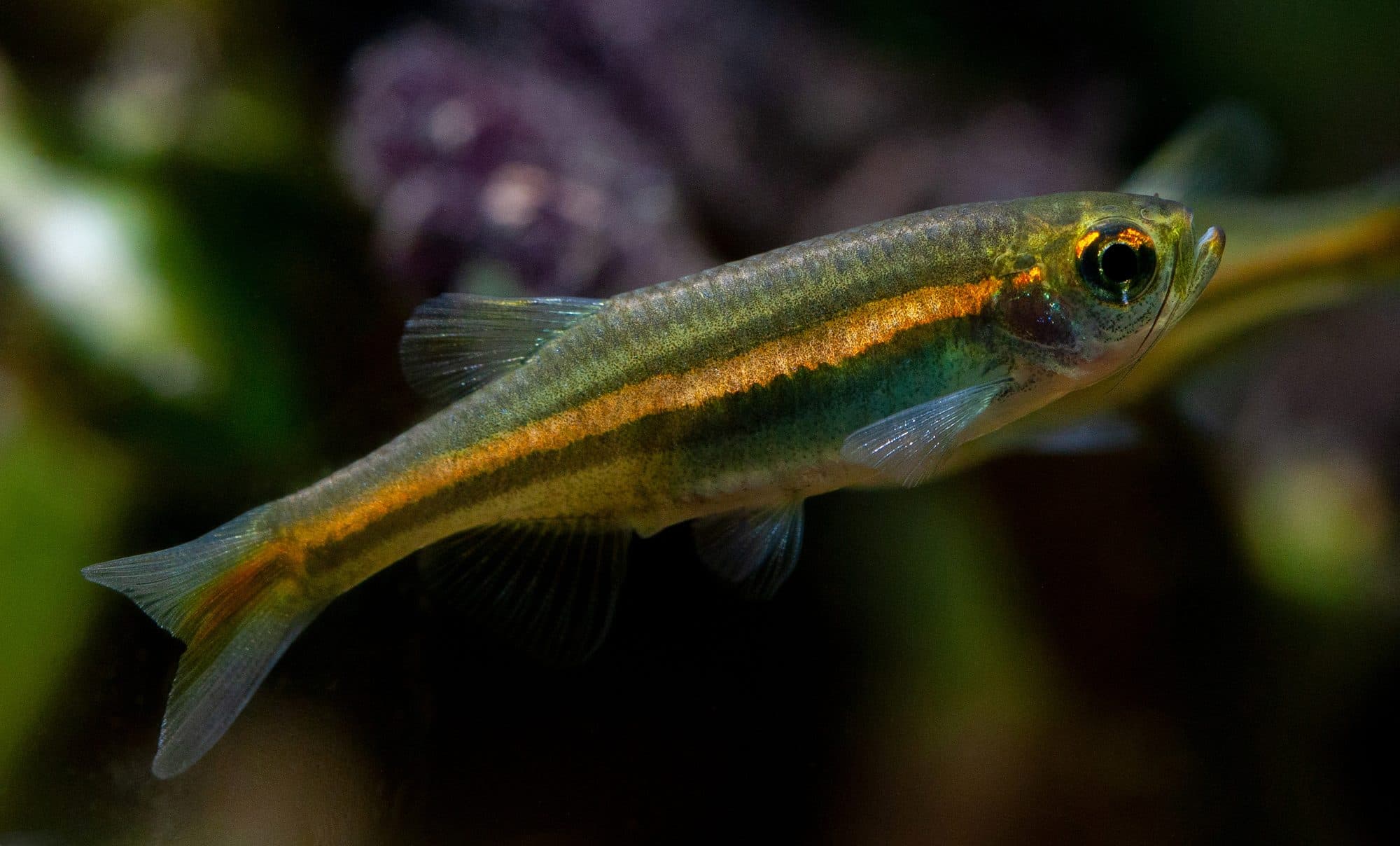 Danio jaintianensis