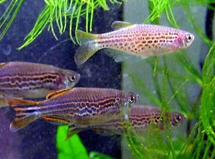 Danio kyathit