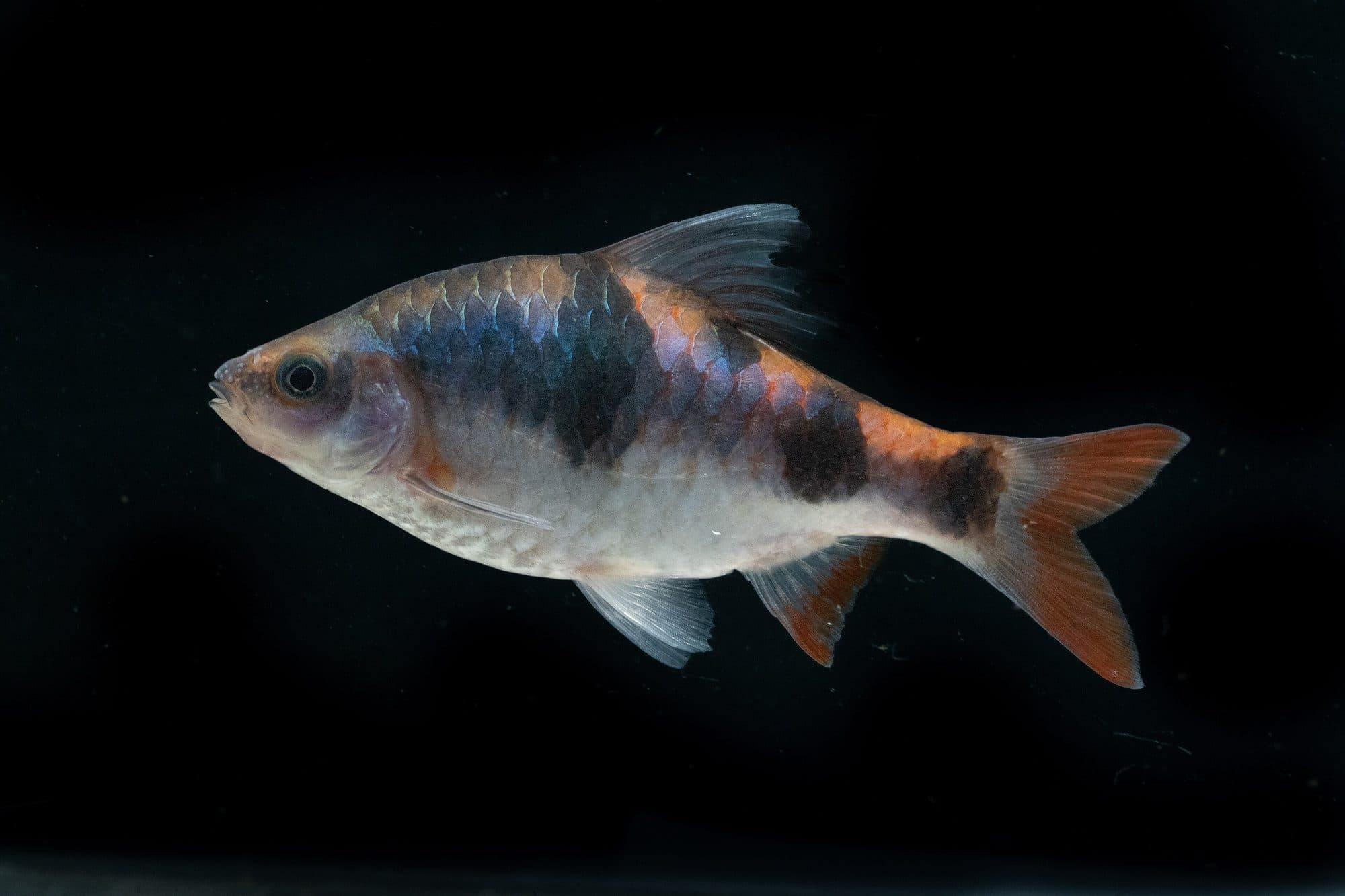 Barbu arulius