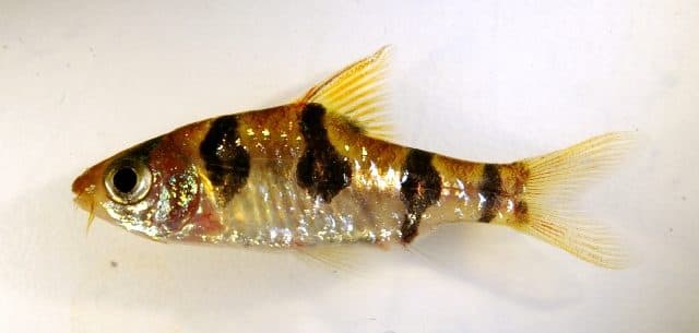 Barbu ocellé