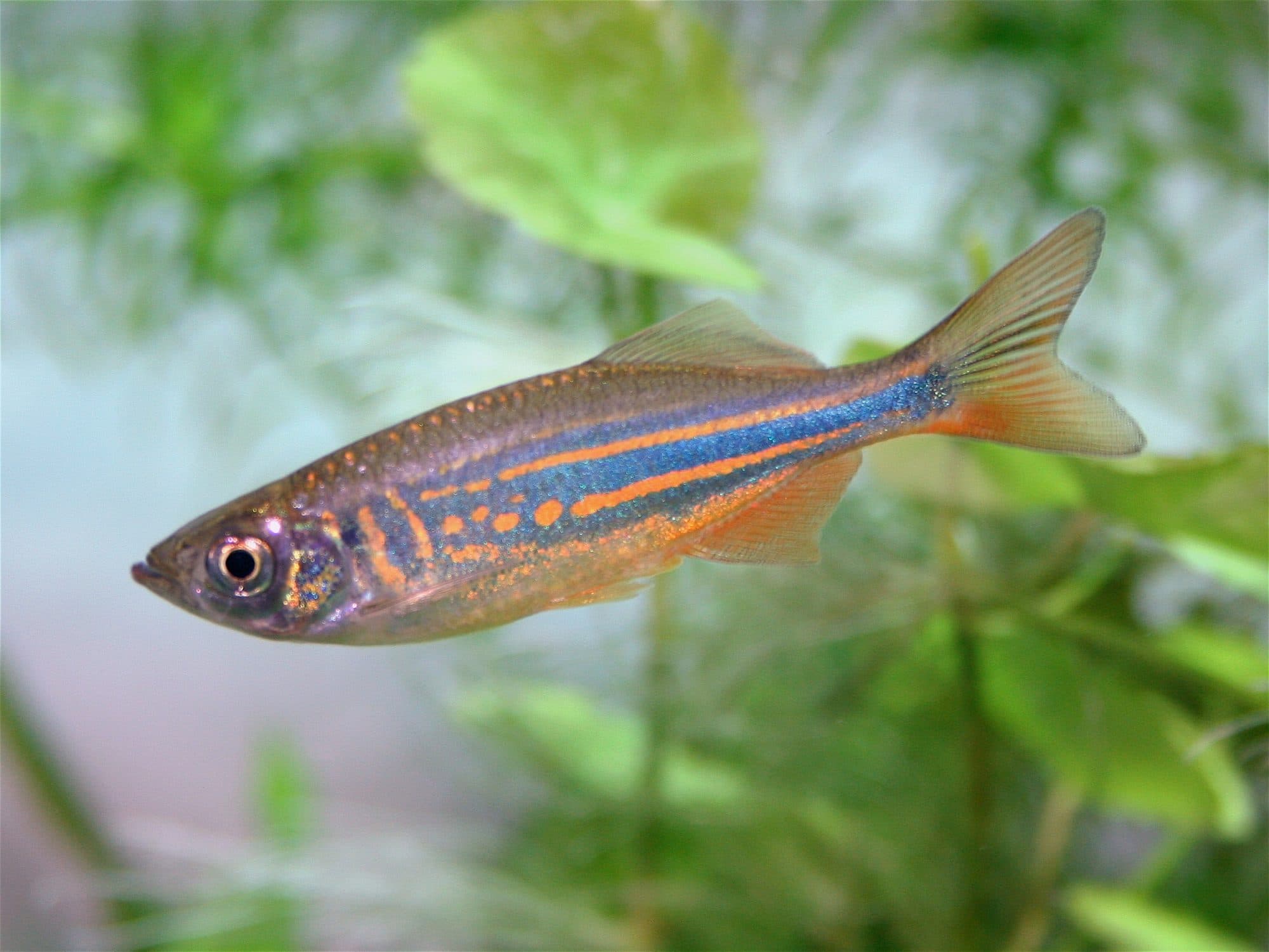 Danio géant