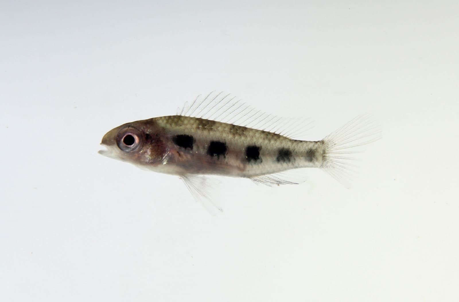 Cichlidé damier