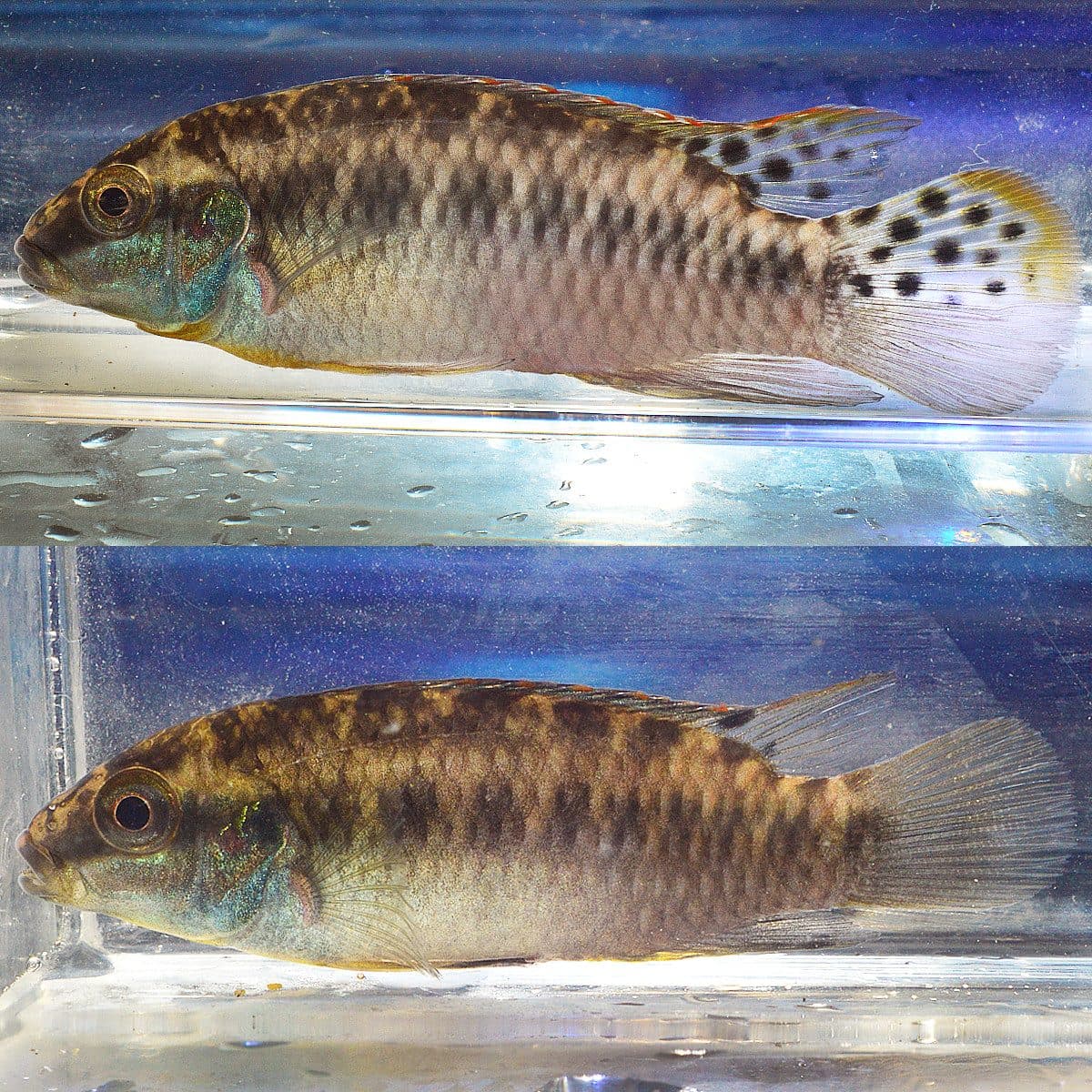 Enigmatochromis lucanusi