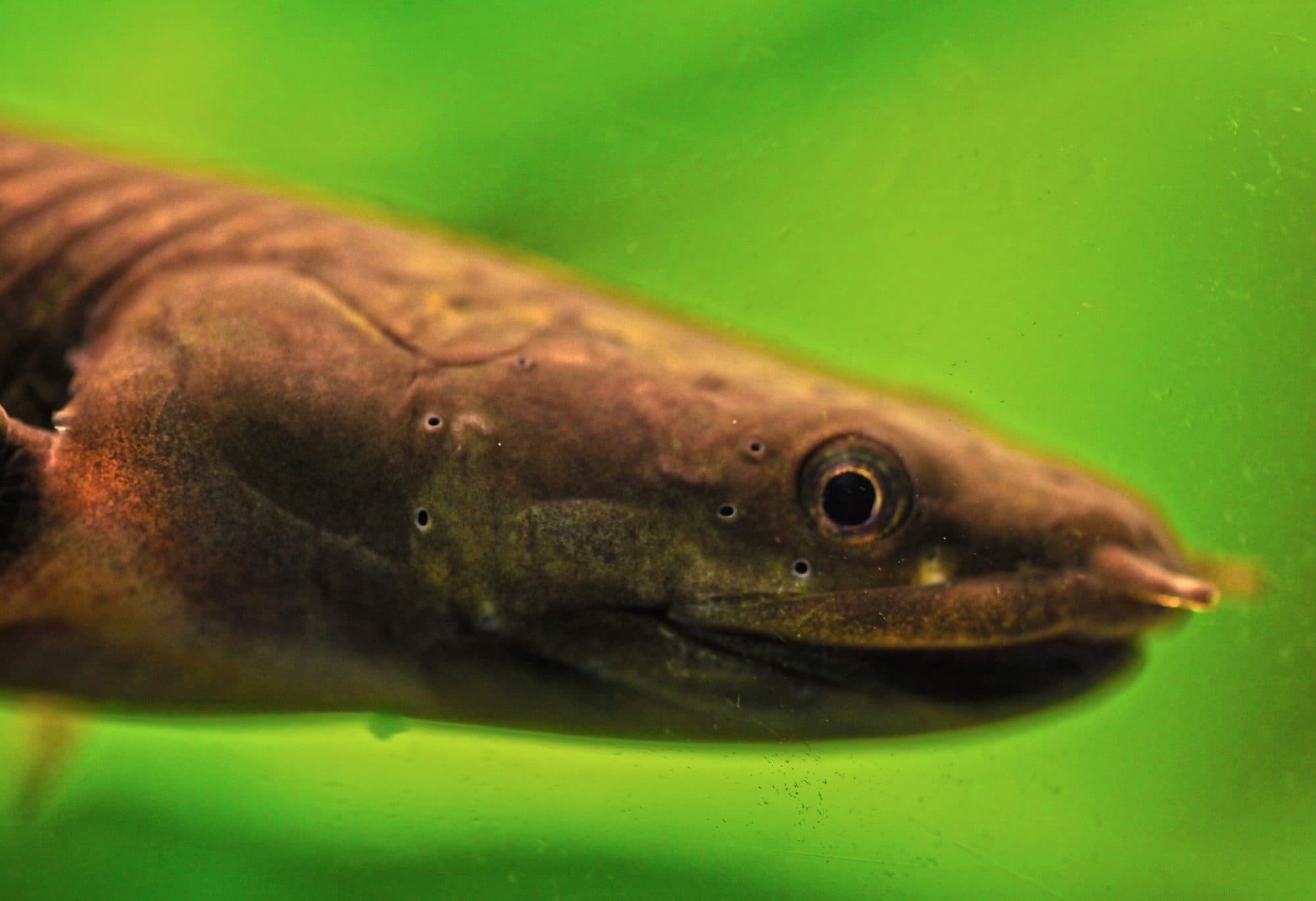 Poisson-roseau