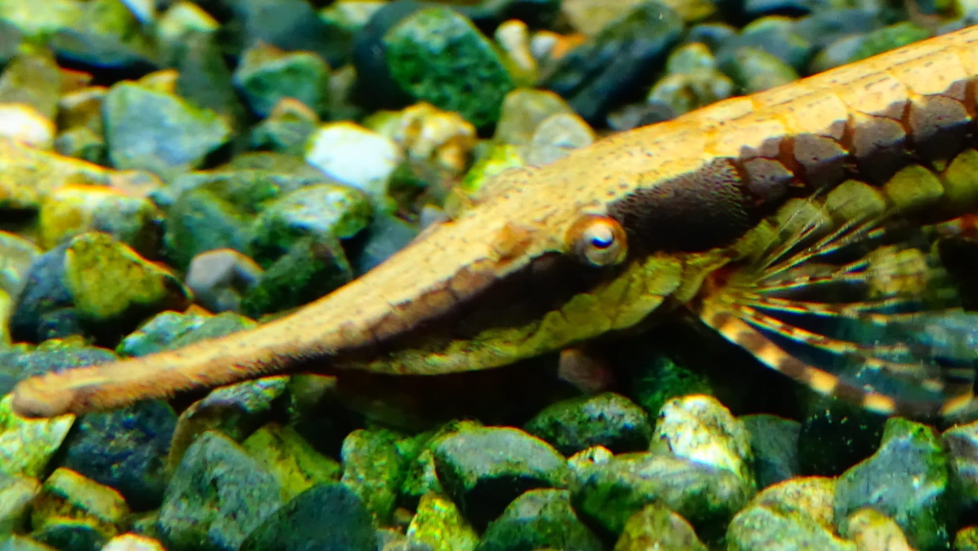 Poisson-brindille