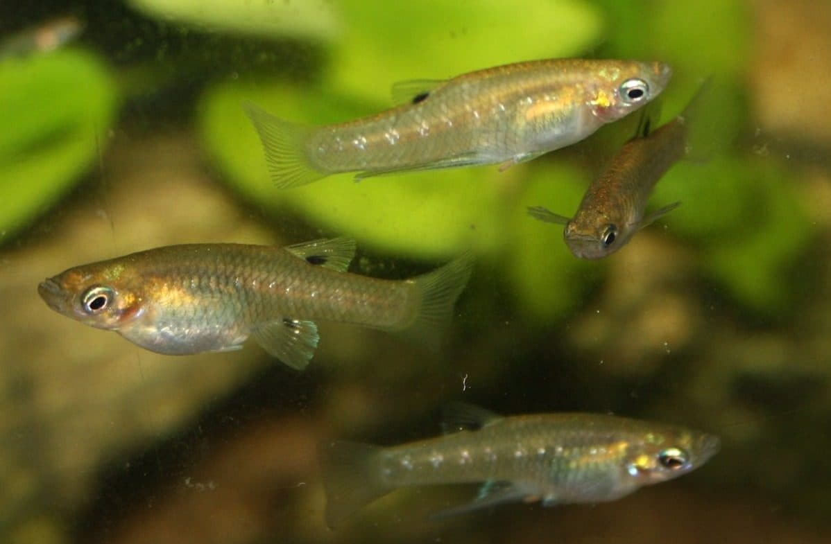 Girardinus metallicus