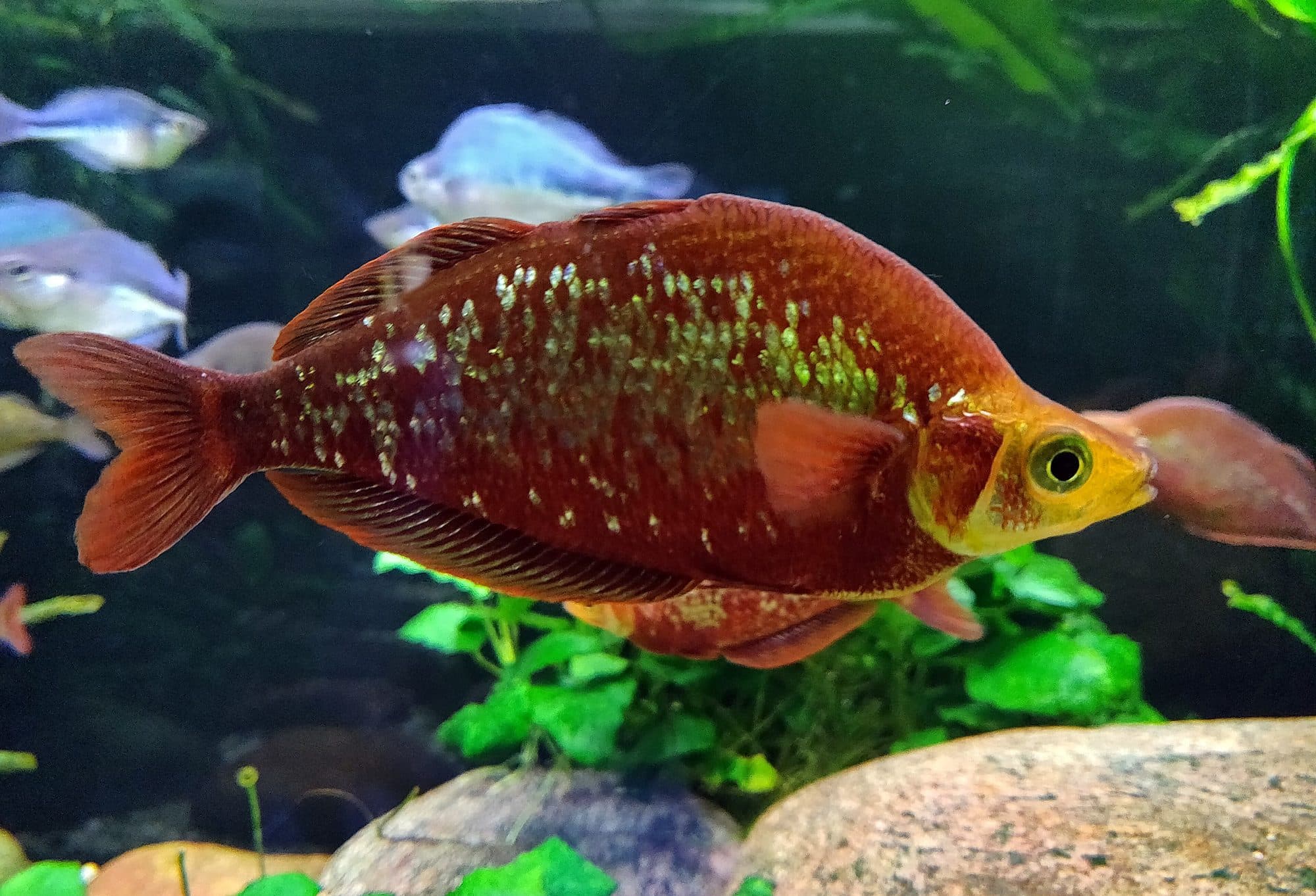 Poisson arc-en-ciel rouge