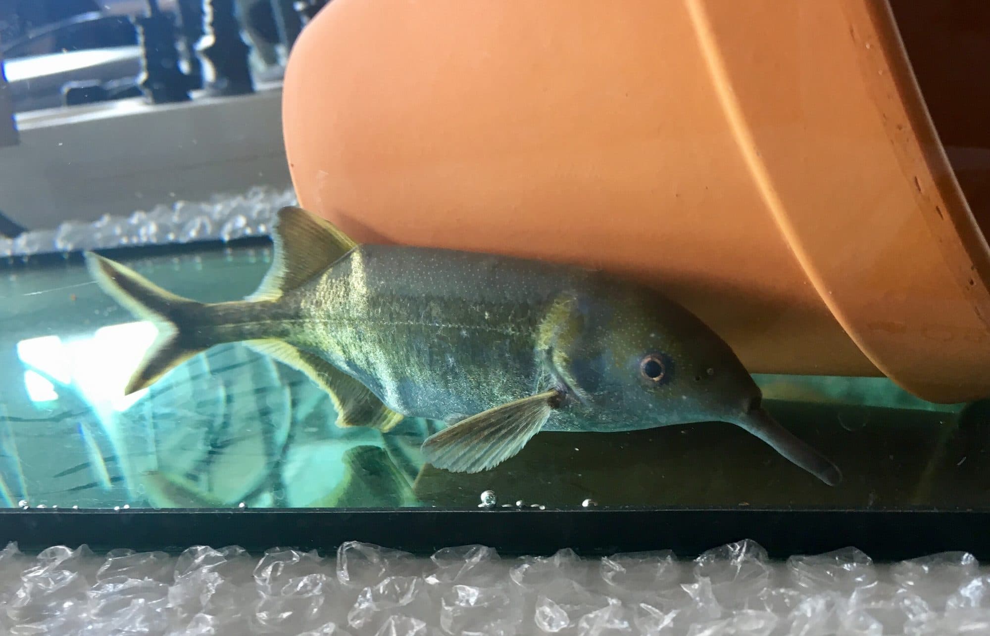 Poisson-éléphant