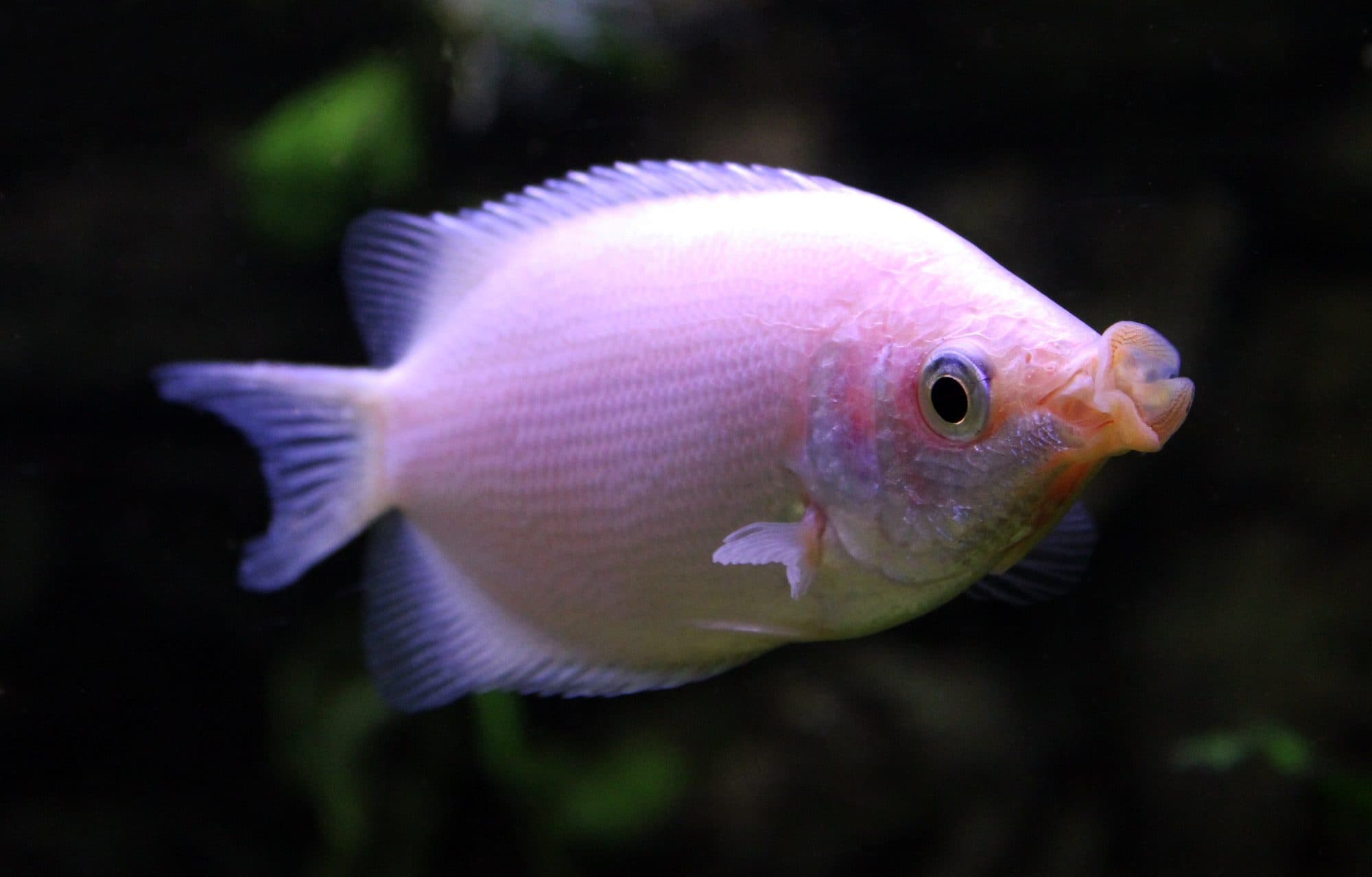 Gourami embrasseur