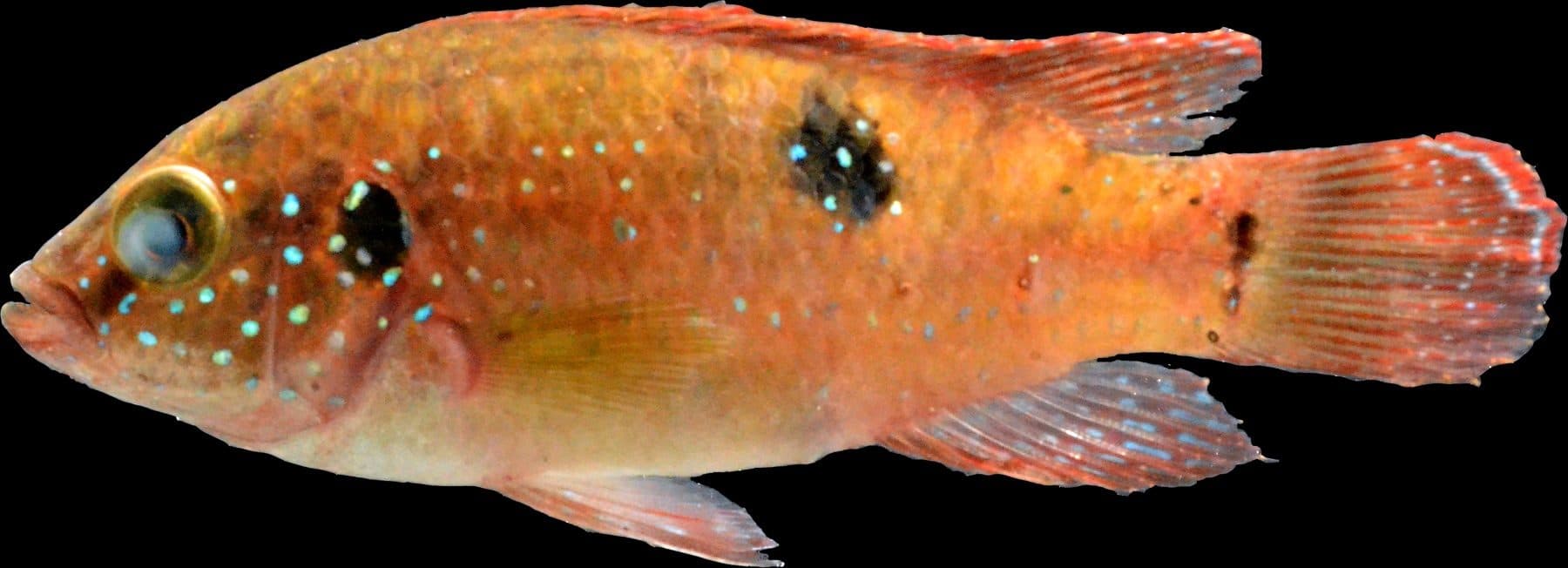 Hemichromis à deux taches