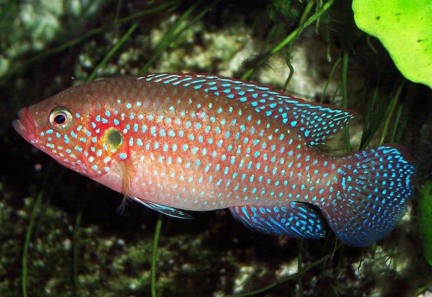 Cichlidé joyau