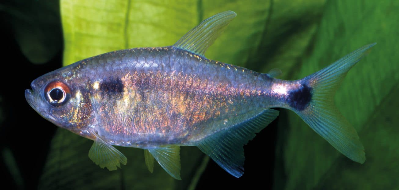 Head-and-tail-light tetra