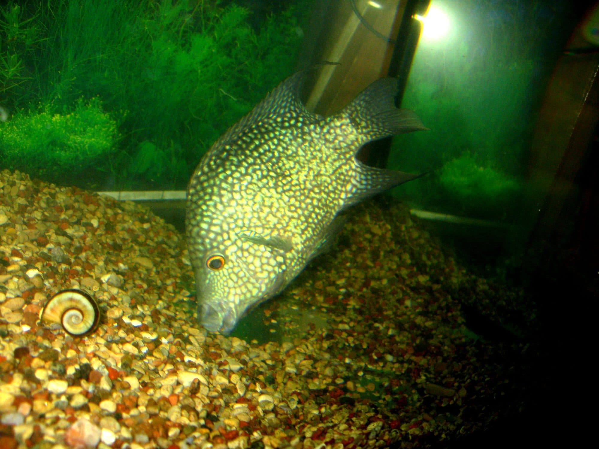 Cichlidé du Texas