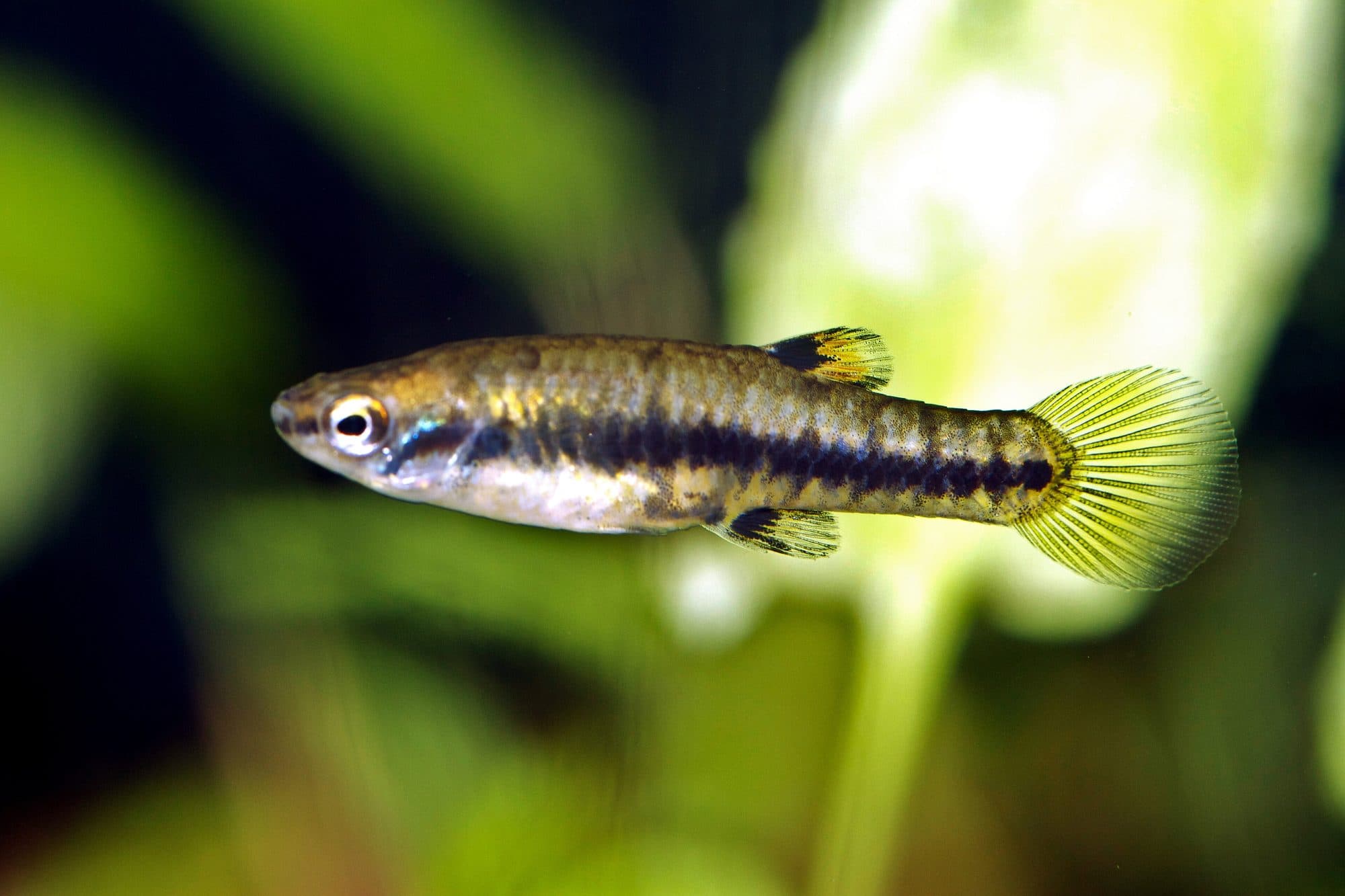 Poisson moustique