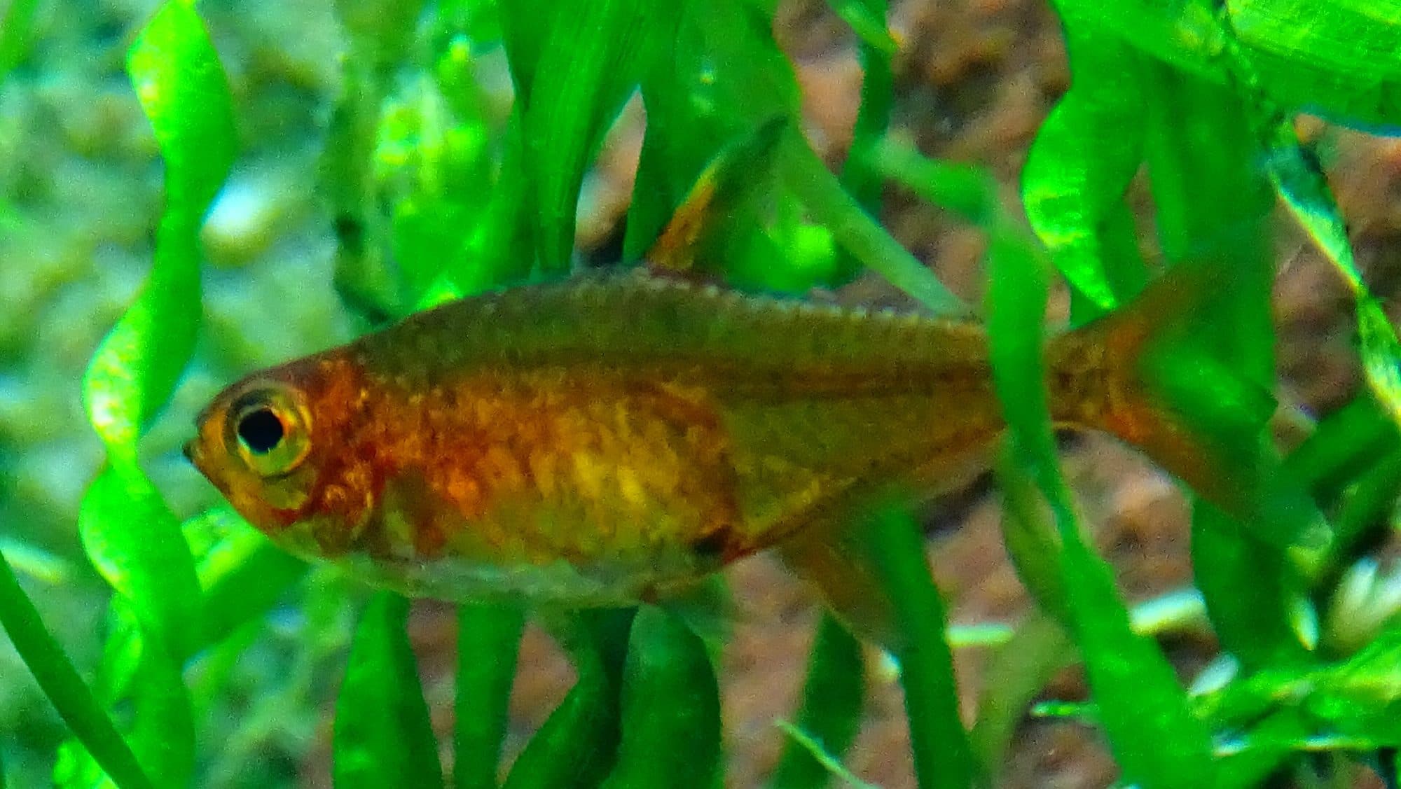 Tétra amandae