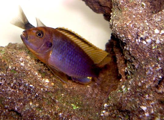 Cichlidé rouille