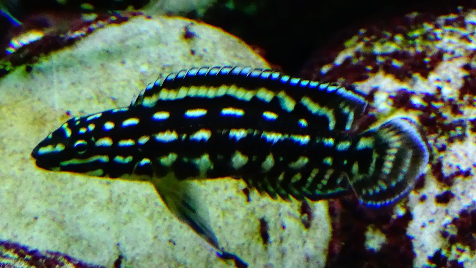 Julidochromis de Marlier