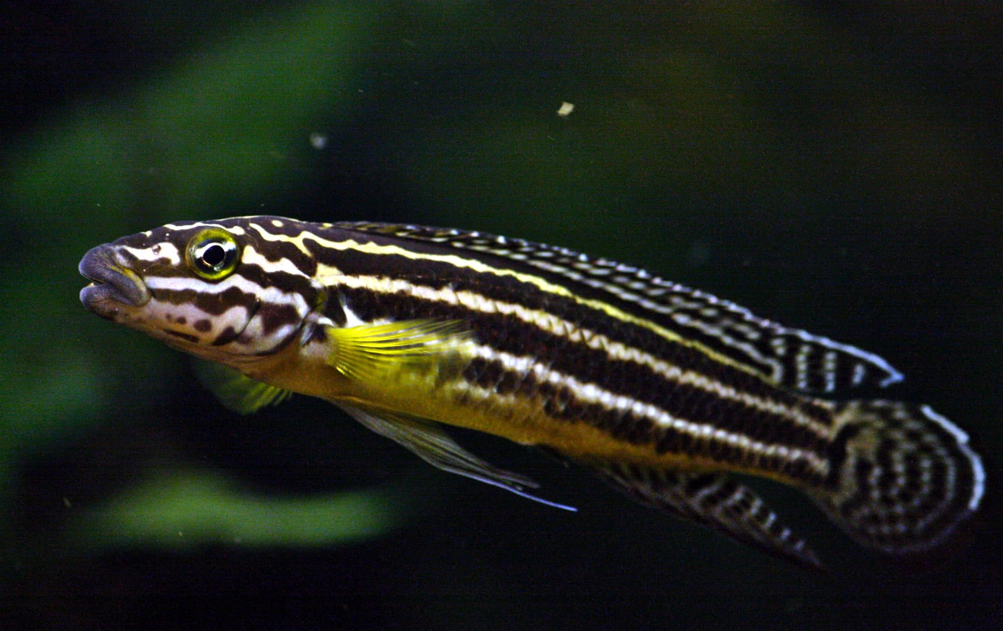 Julidochromis de Regan