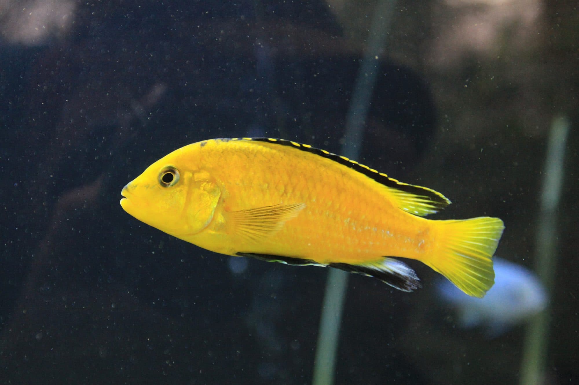 Labidochromis jaune