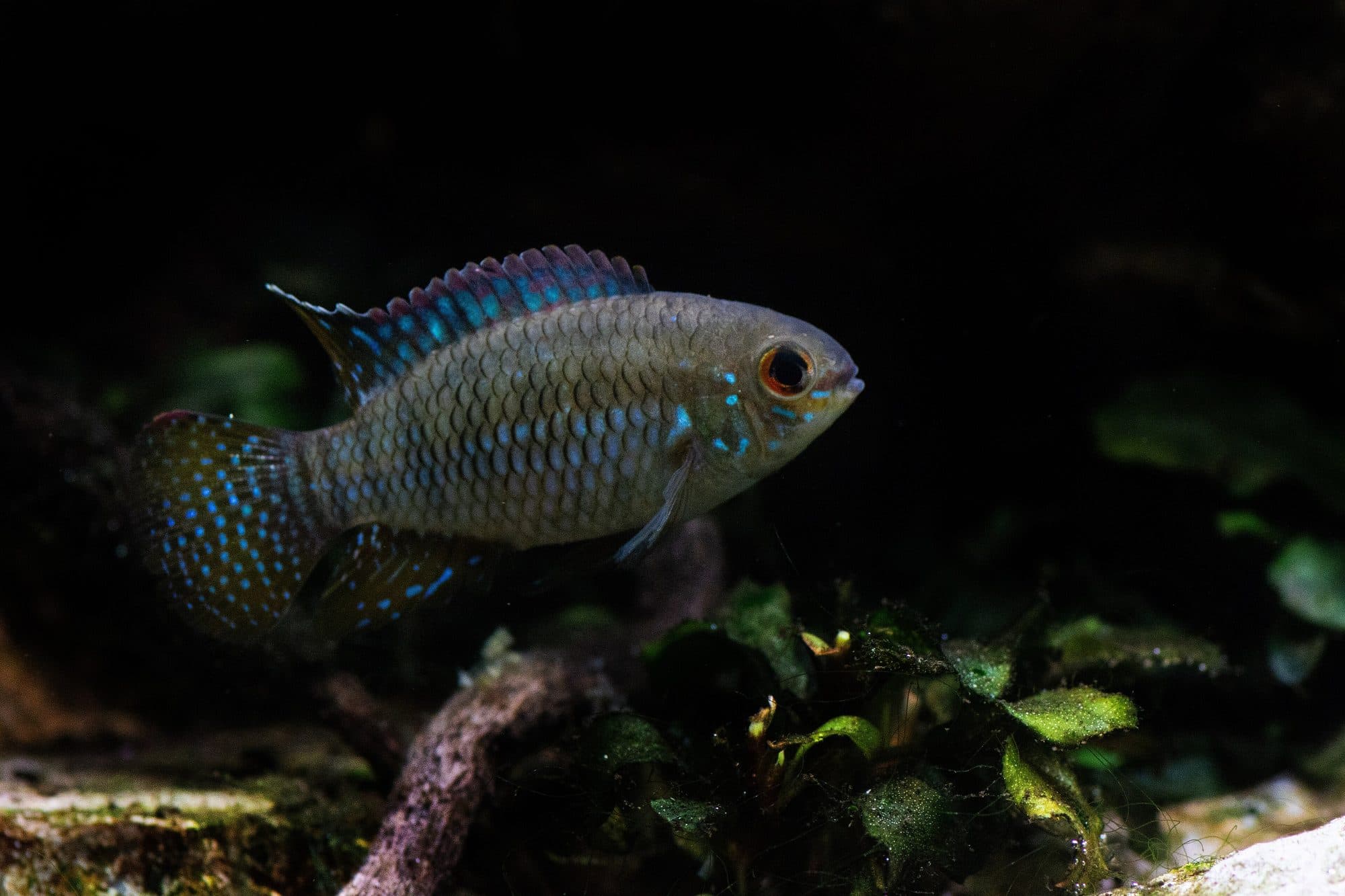 Acara curviceps