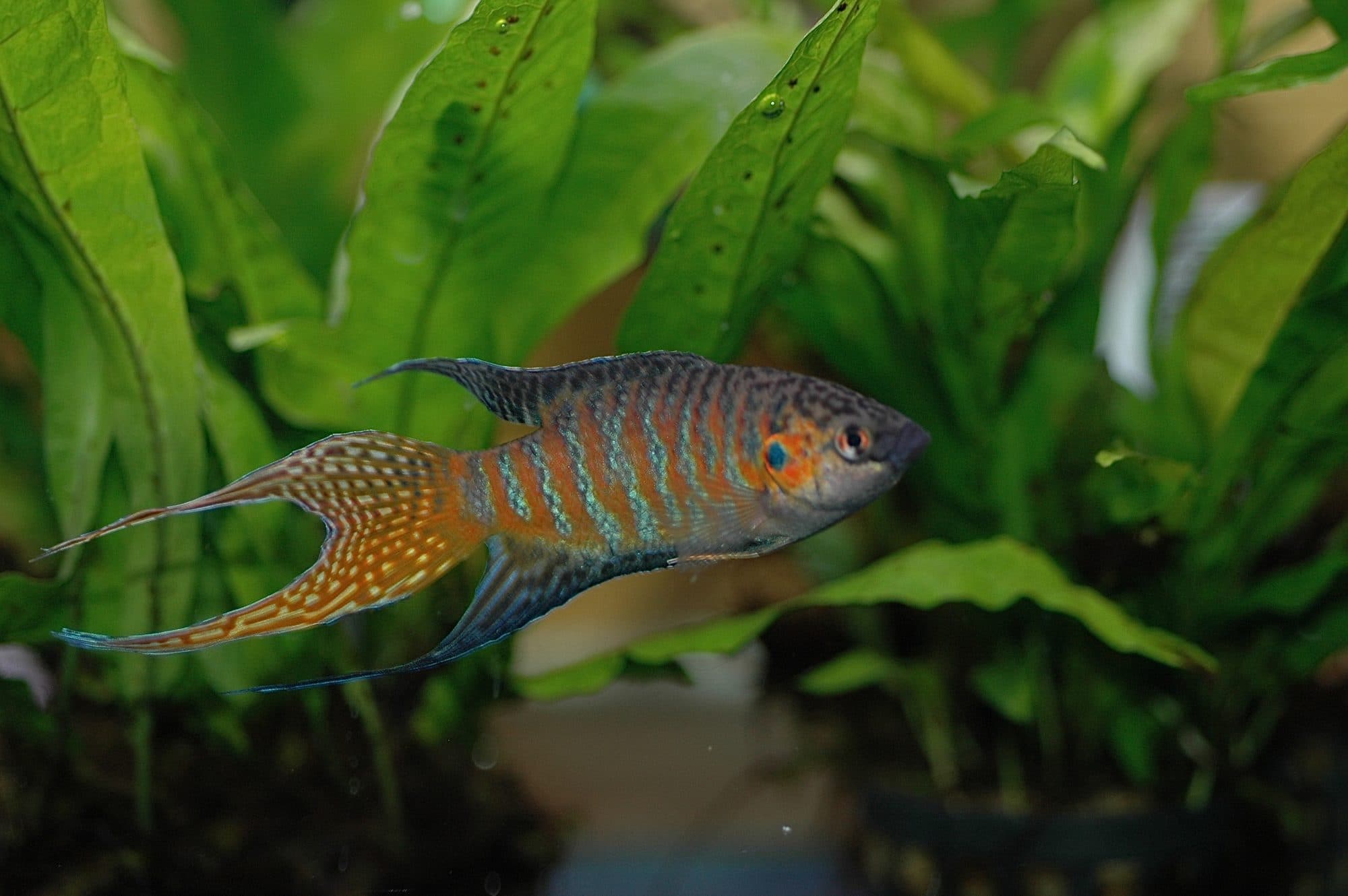 Poisson de paradis