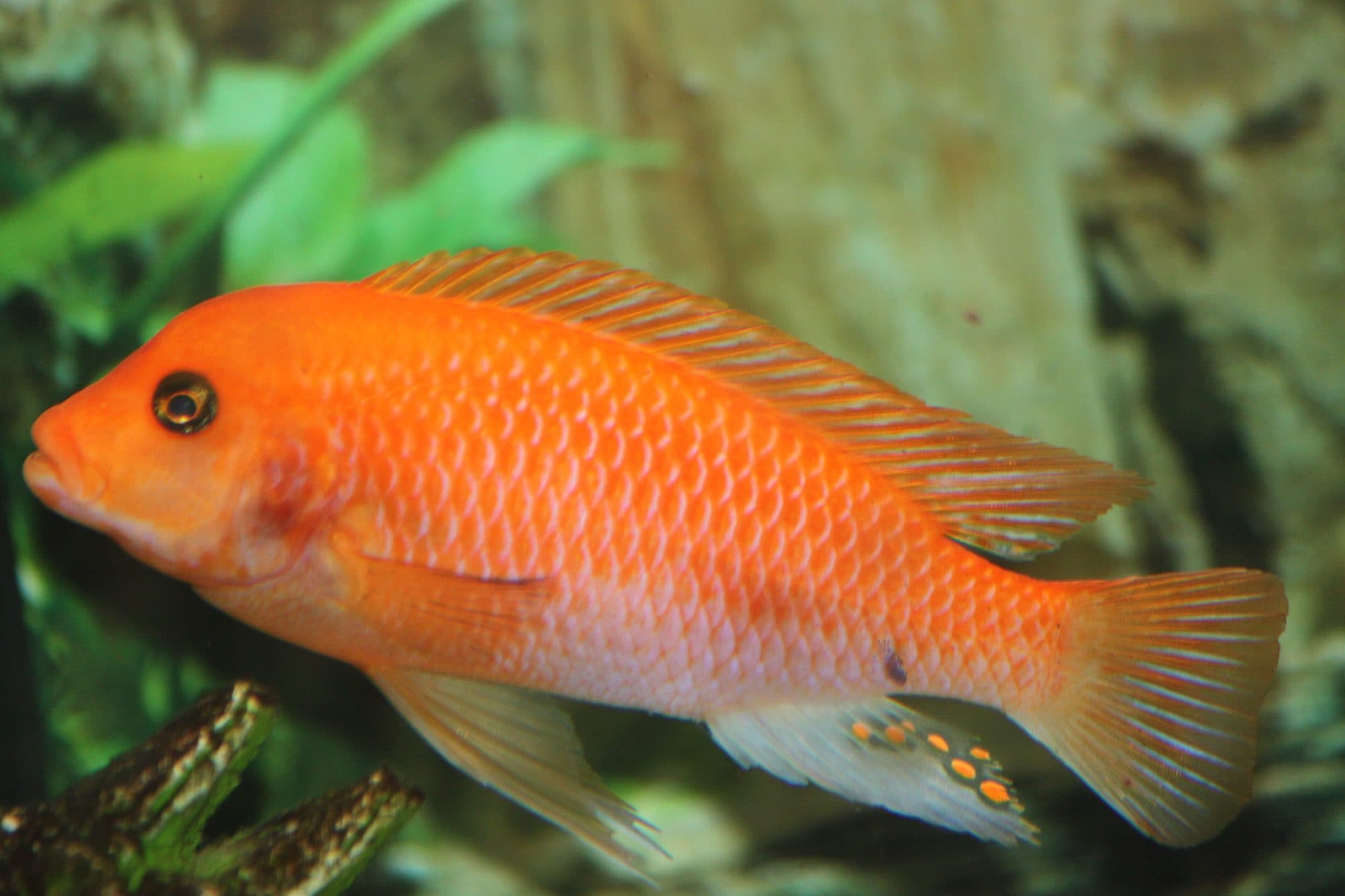 Zébra rouge