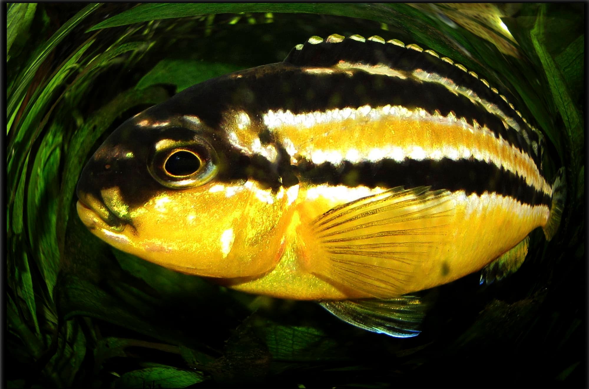 Melanochromis doré