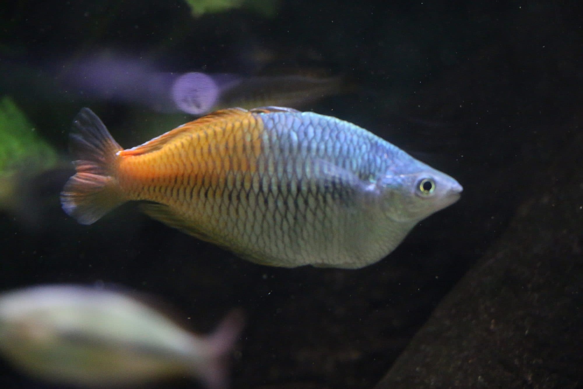 Poisson arc-en-ciel
