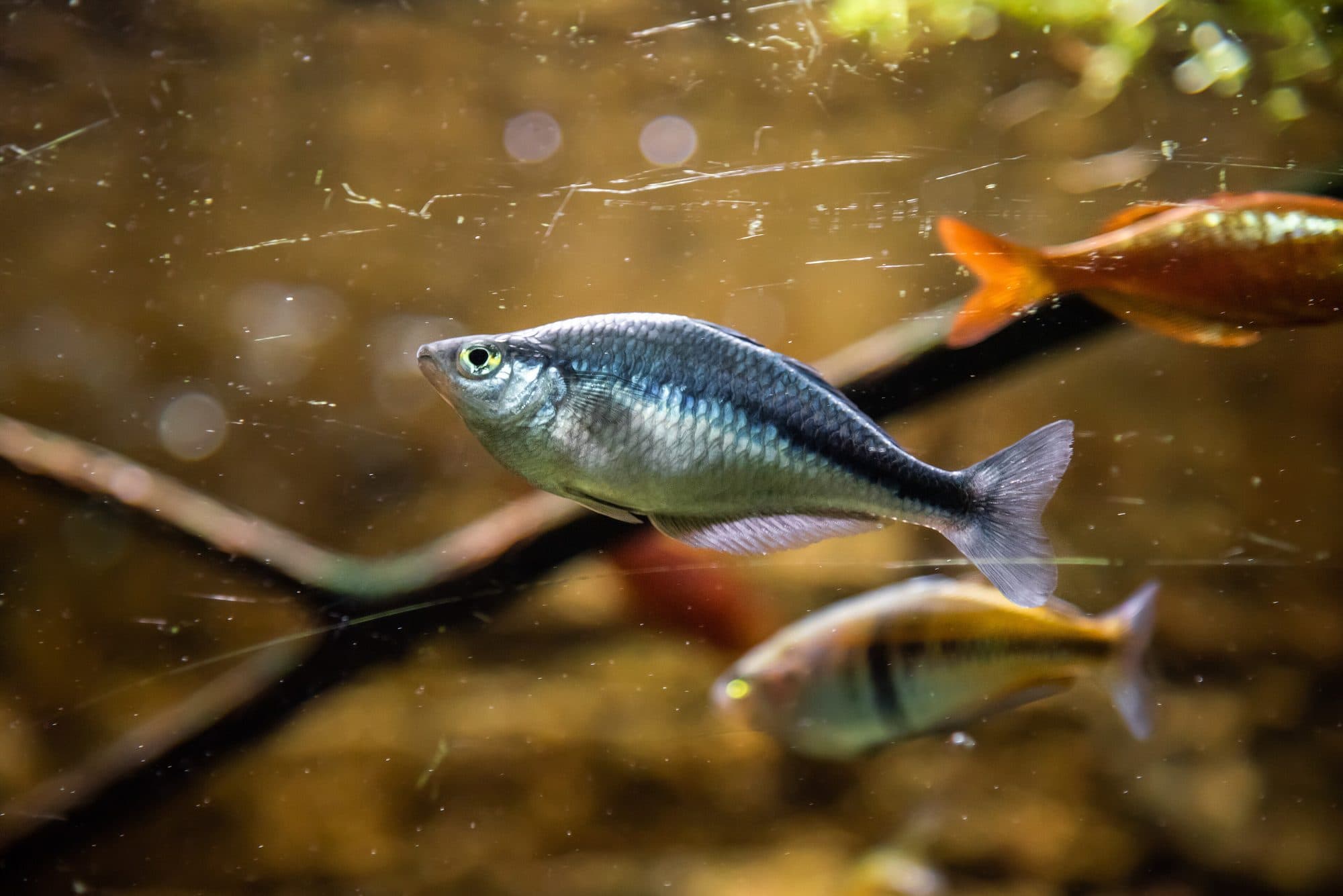 Lake Kutubu rainbowfish