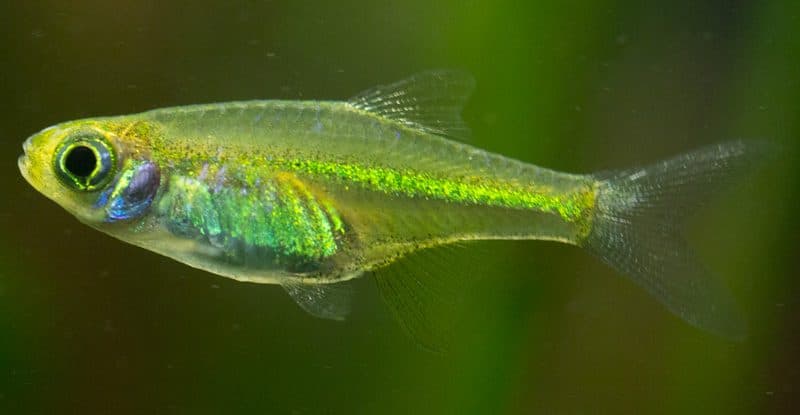 Rasbora émeraude