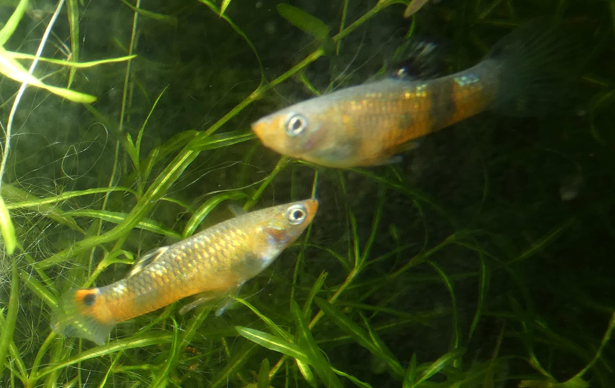 Guppy des marais