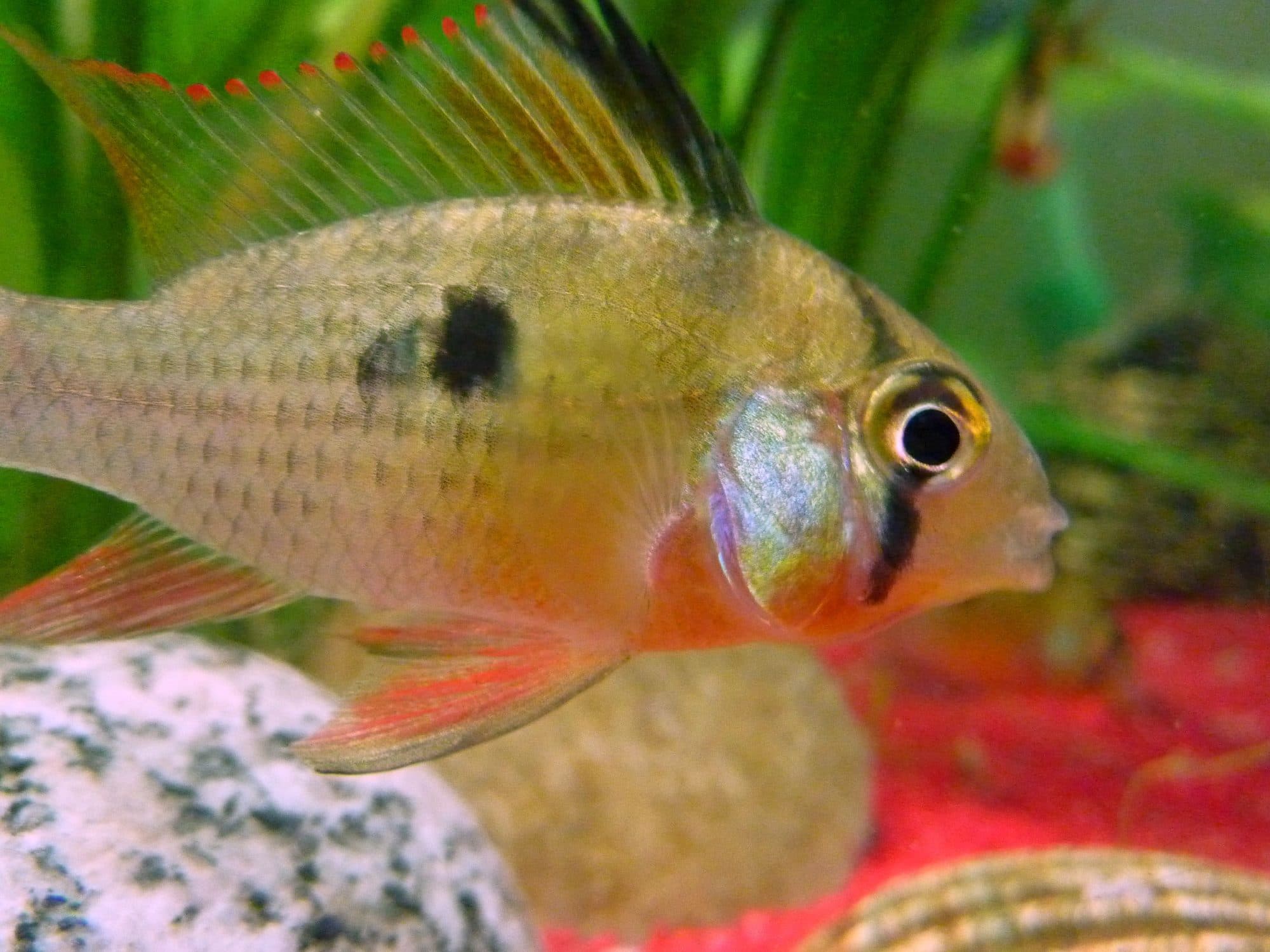 Ramirezi bolivien
