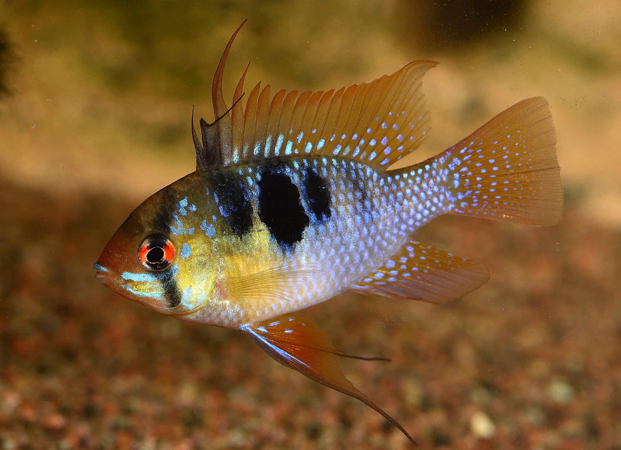 Ramirezi