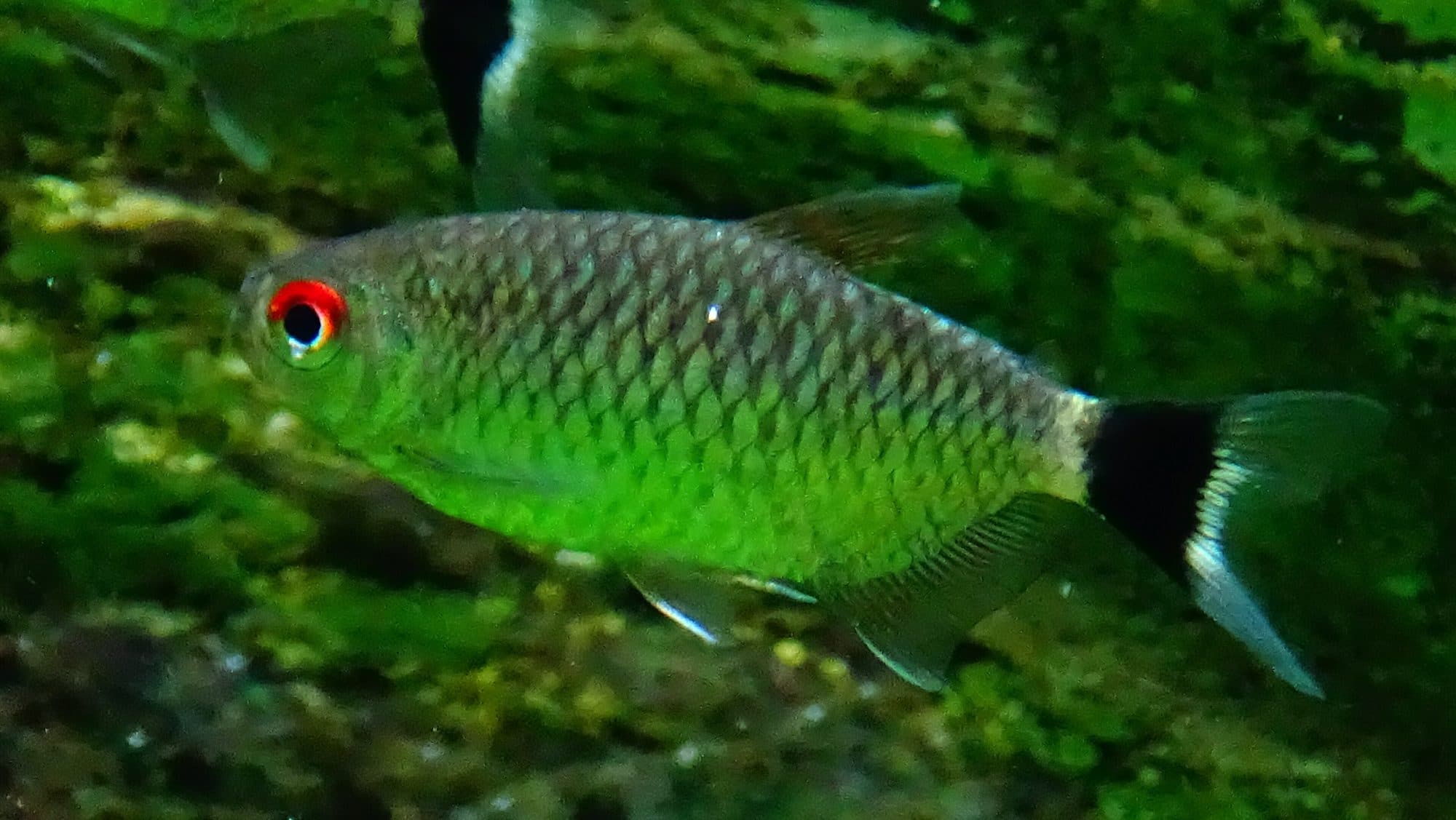 Tétra yeux rouges