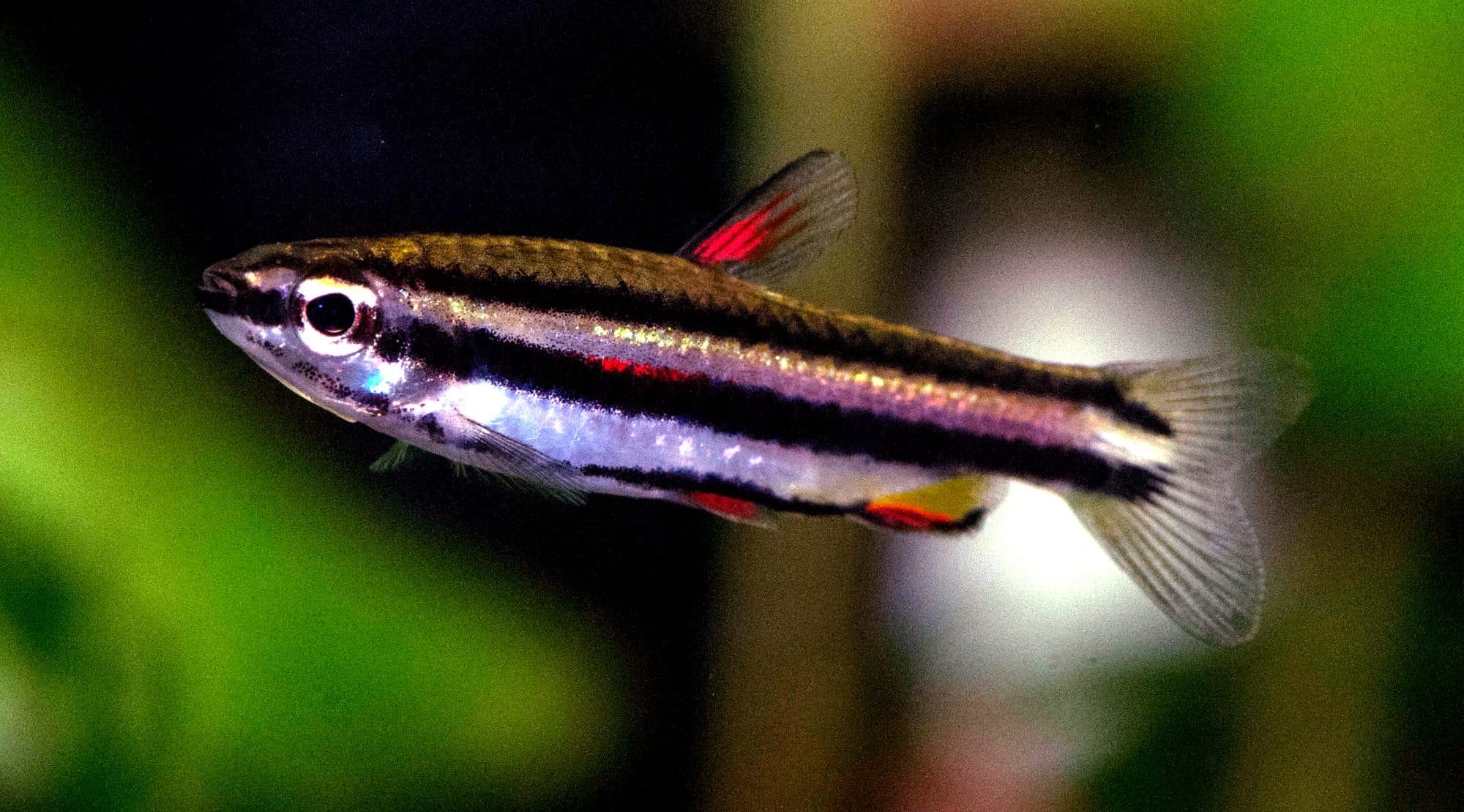 Poisson-crayon nain