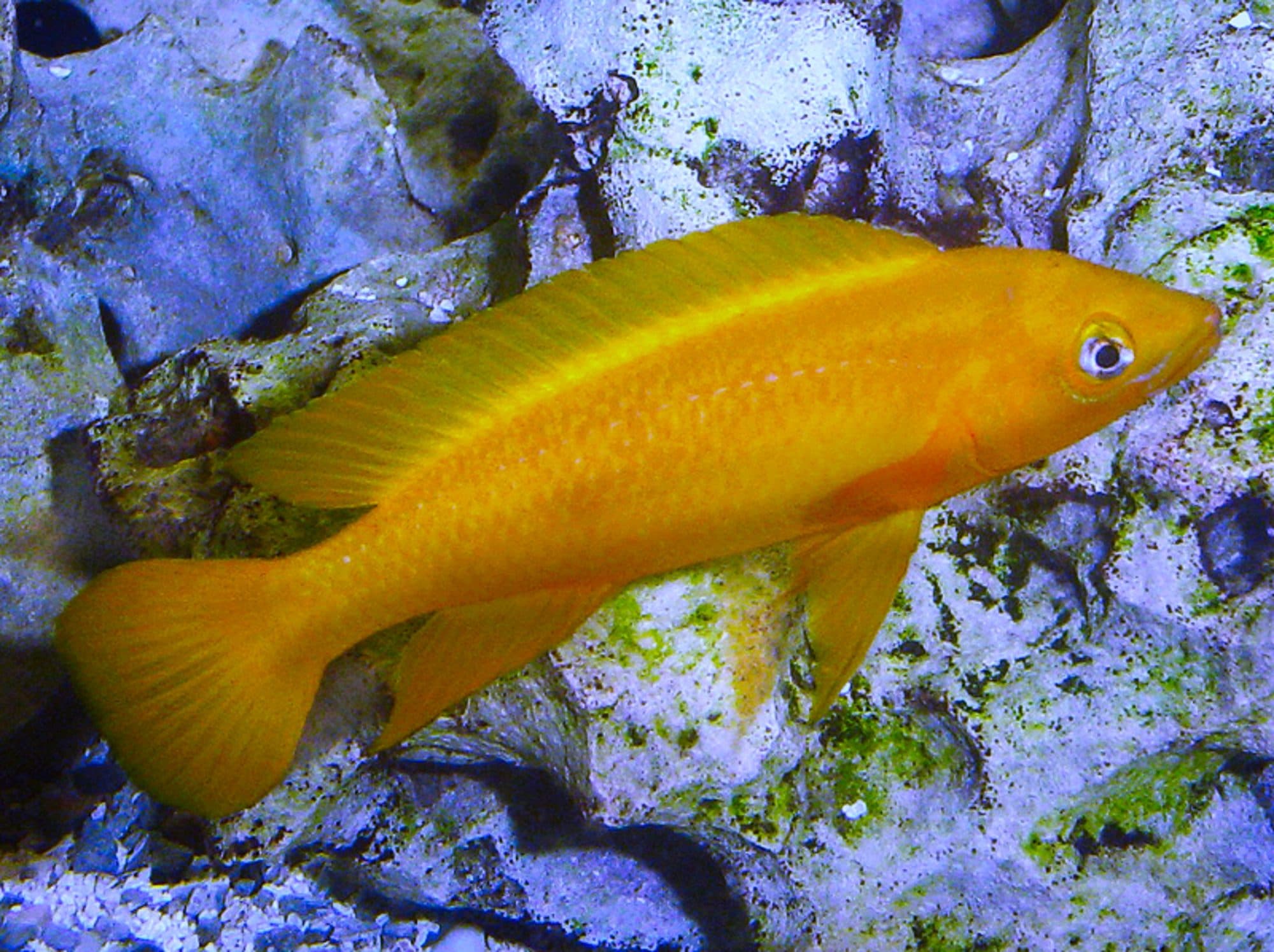 Lamprologue citron