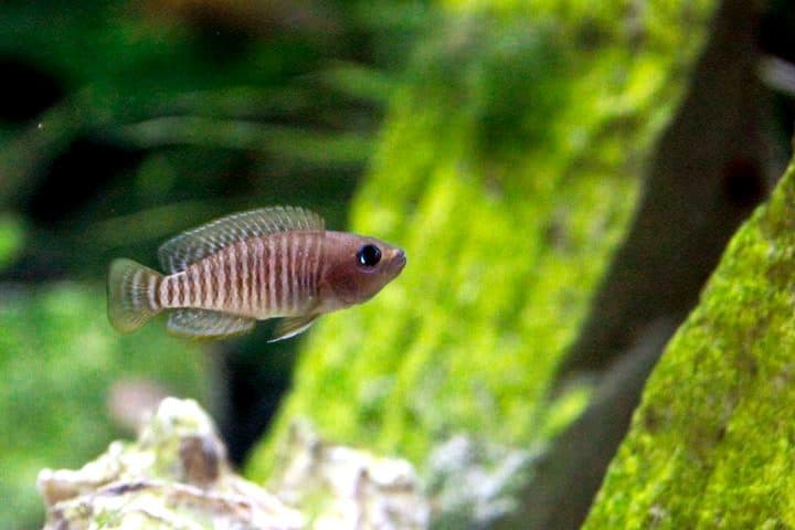 Neolamprologus multifasciatus